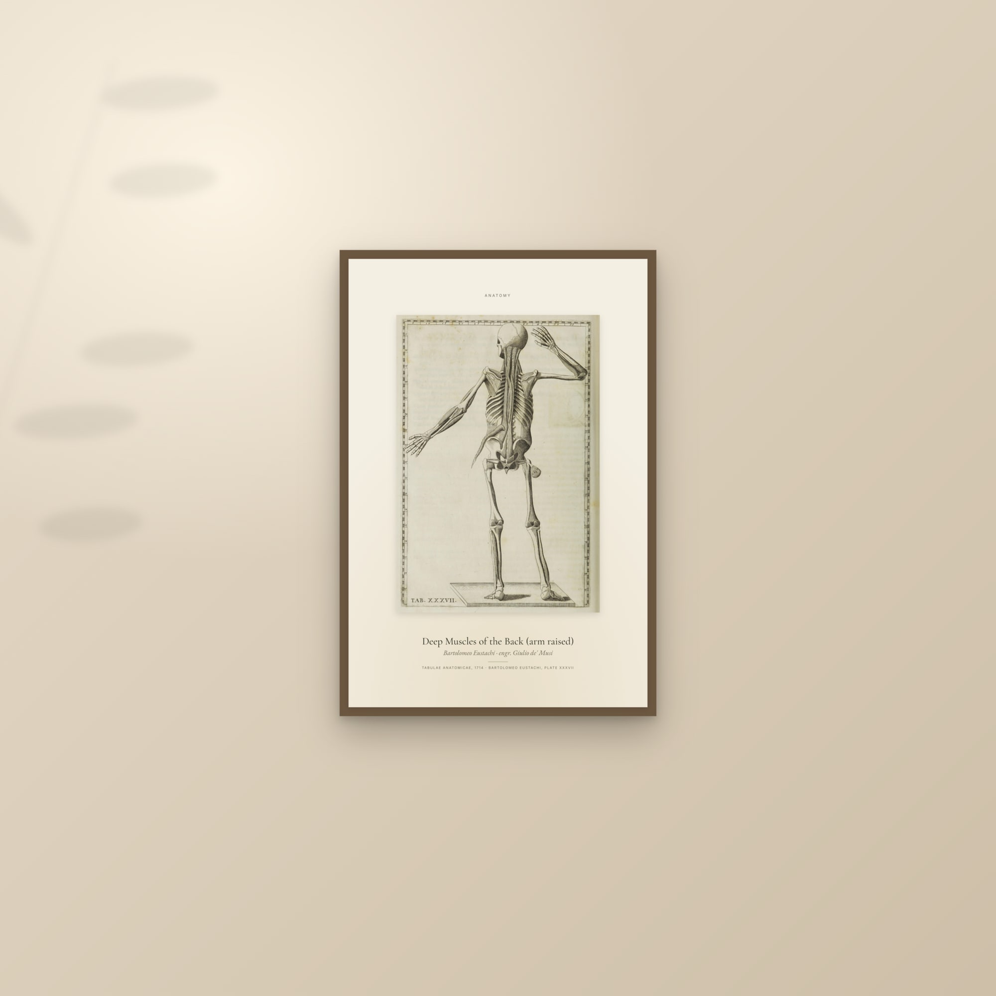 Deep Muscles of the Back (arm raised) — Specimen — framed and styled on a sunlit wall