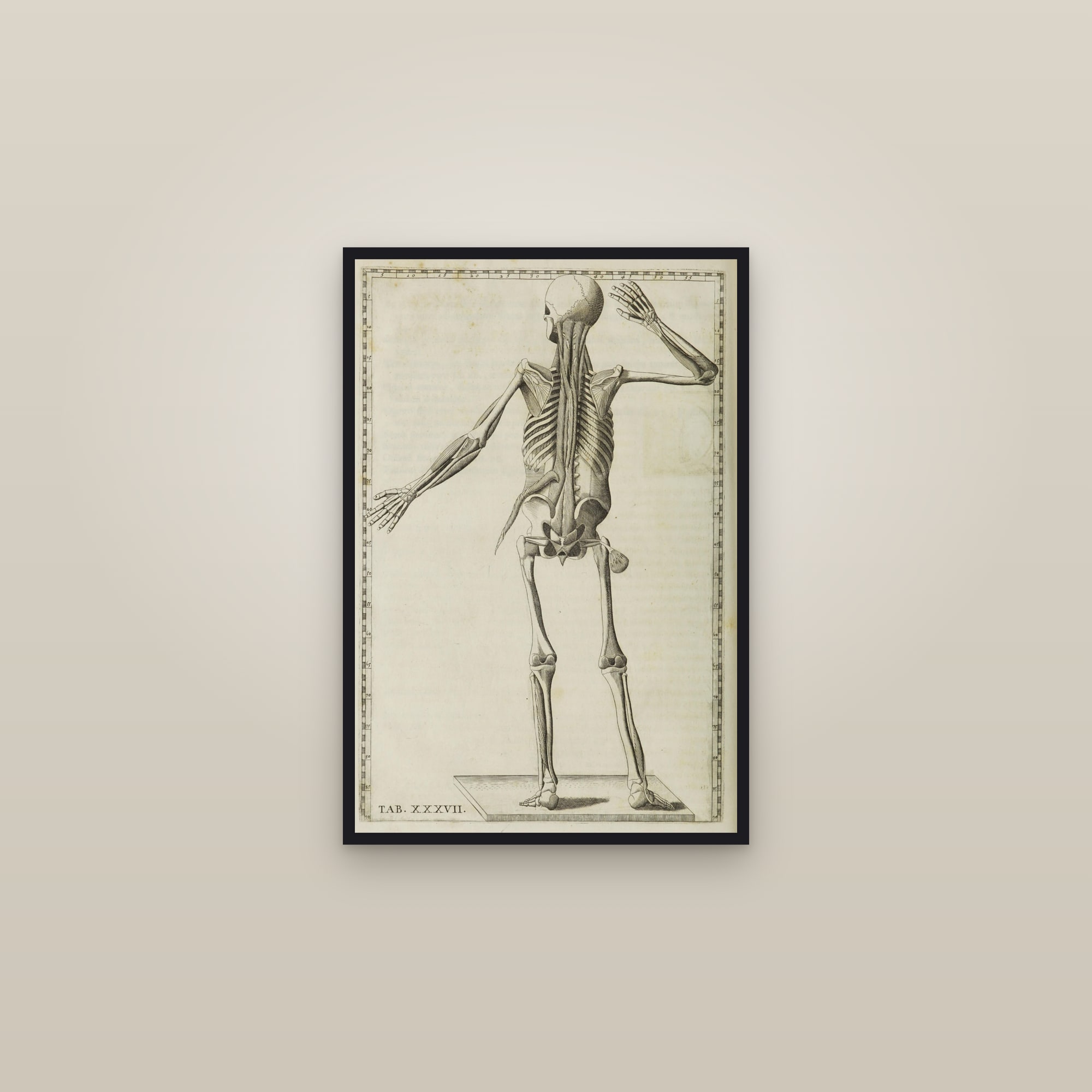 Deep Muscles of the Back (arm raised) — framed in a gallery setting