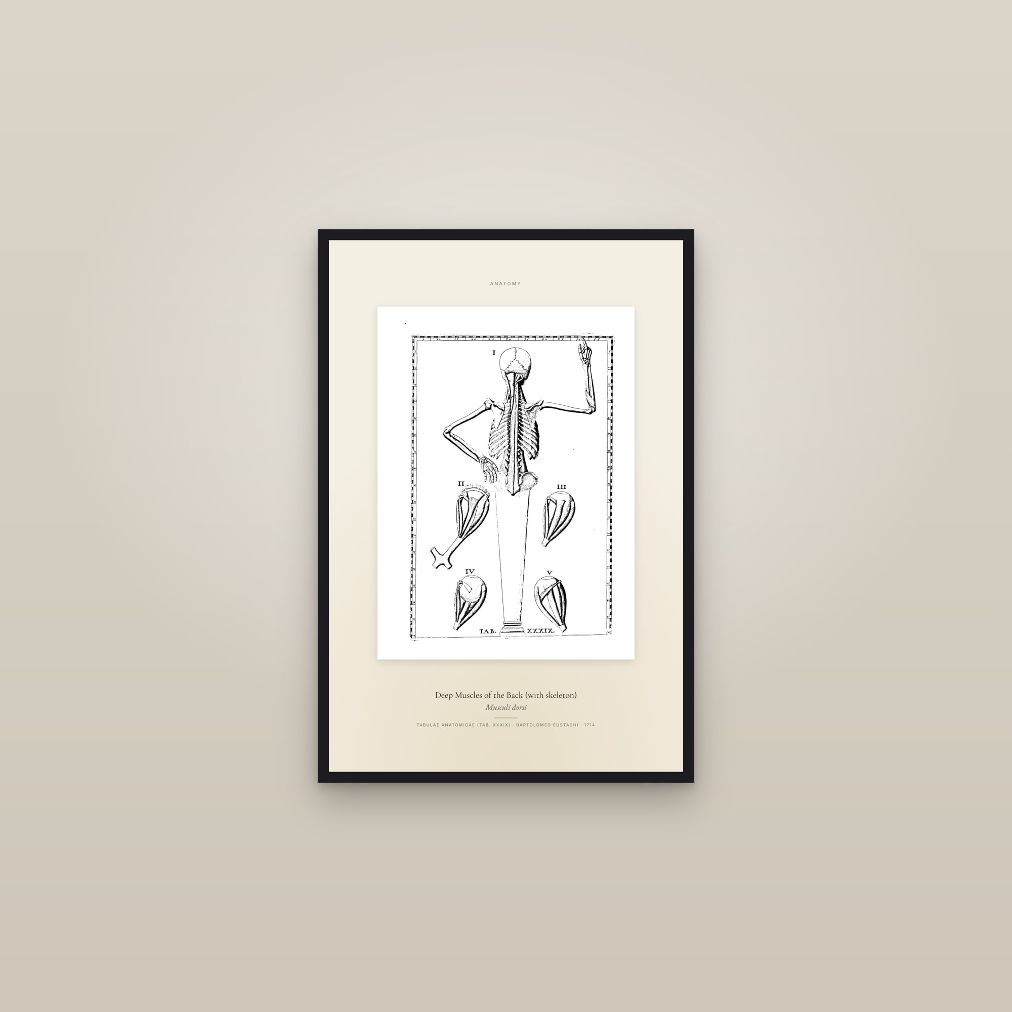 Deep Muscles of the Back (with skeleton) — Specimen — framed in a gallery setting