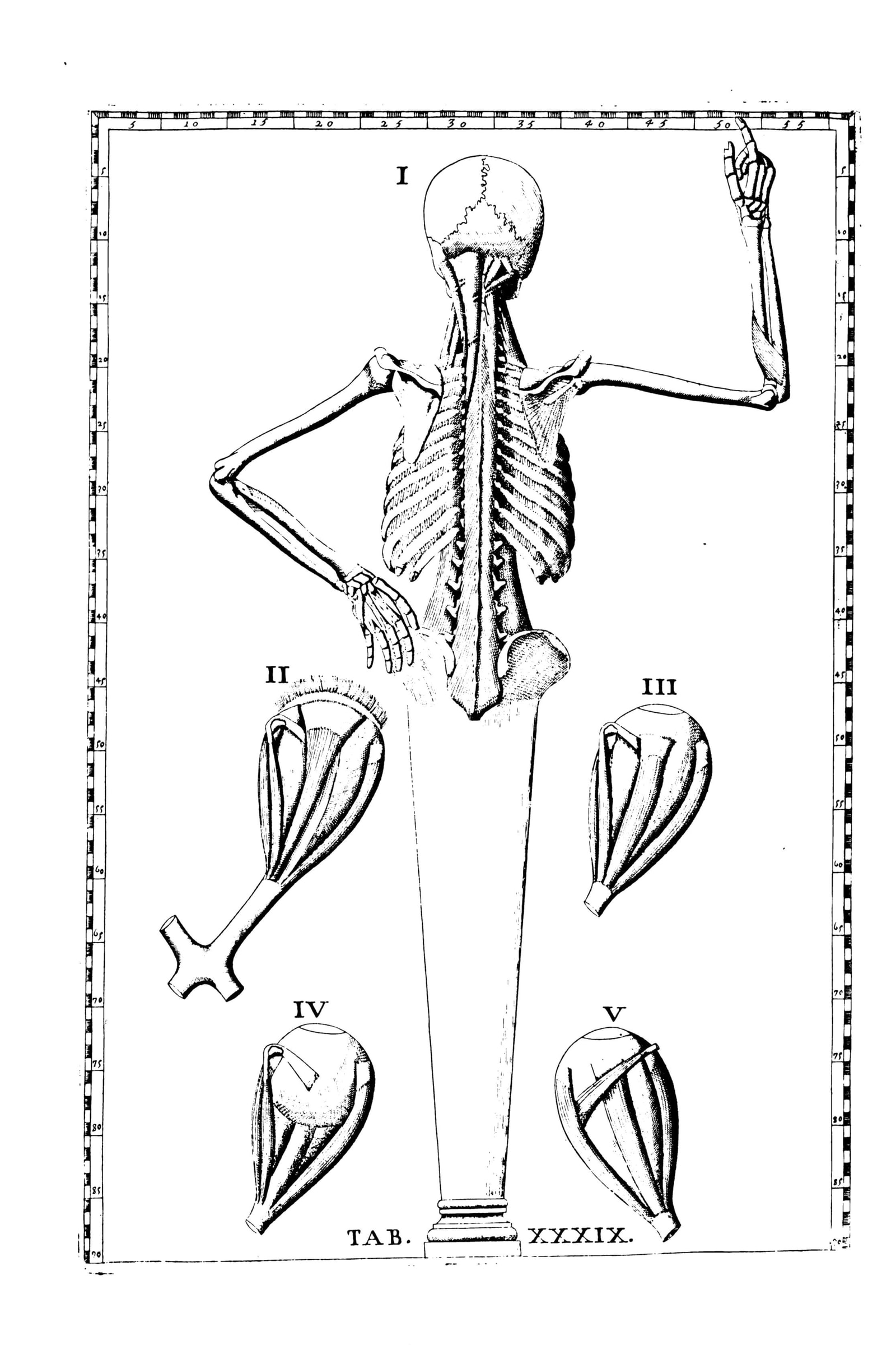 Deep Muscles of the Back (with skeleton)