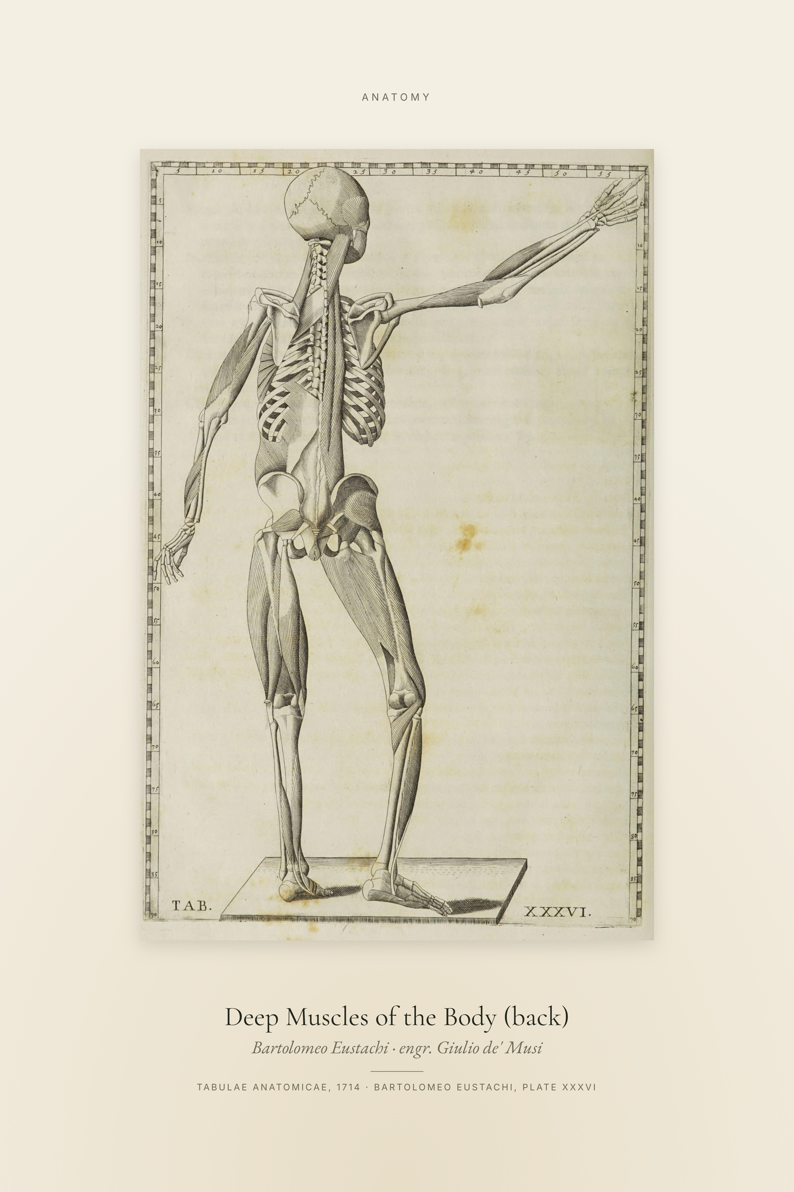 Deep Muscles of the Body (back) — Specimen