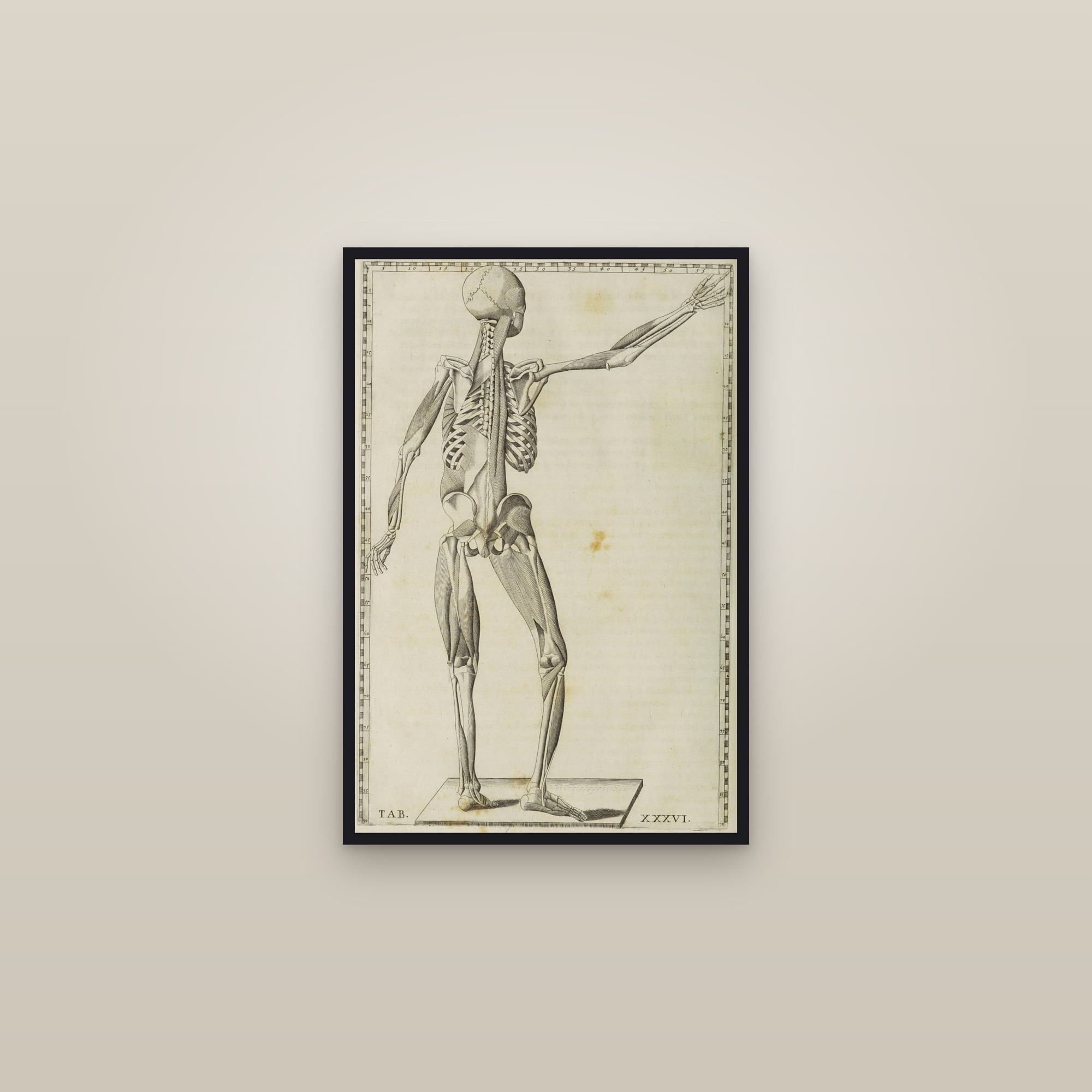 Deep Muscles of the Body (back) — framed in a gallery setting