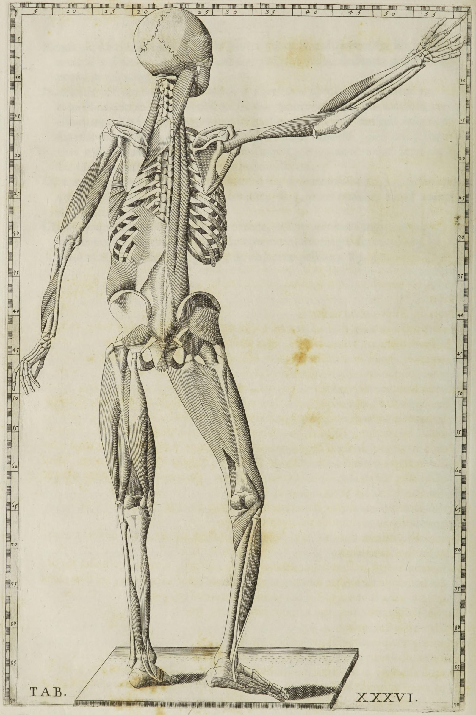 Deep Muscles of the Body (back)