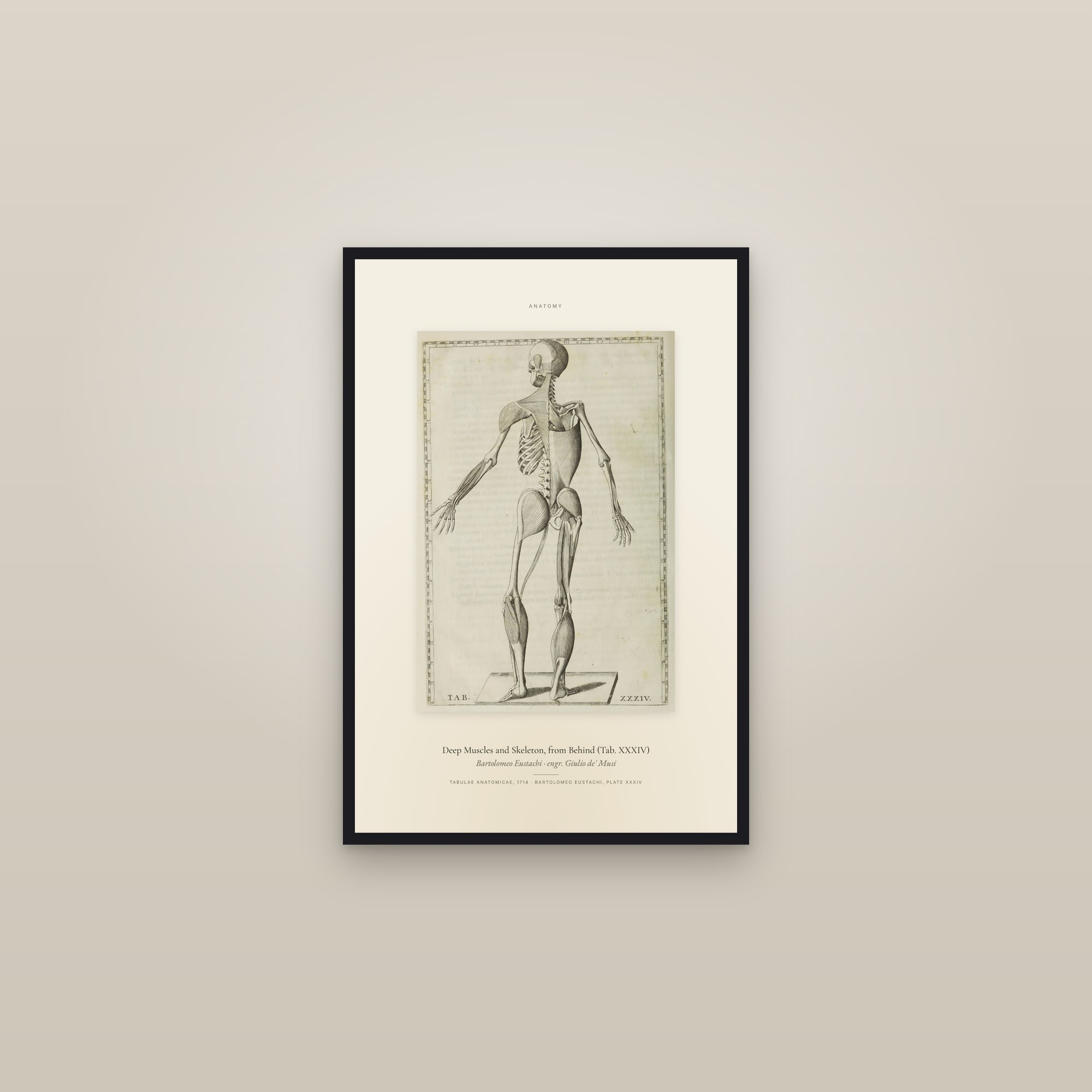Deep Muscles and Skeleton, from Behind (Tab. XXXIV) — Specimen — framed in a gallery setting