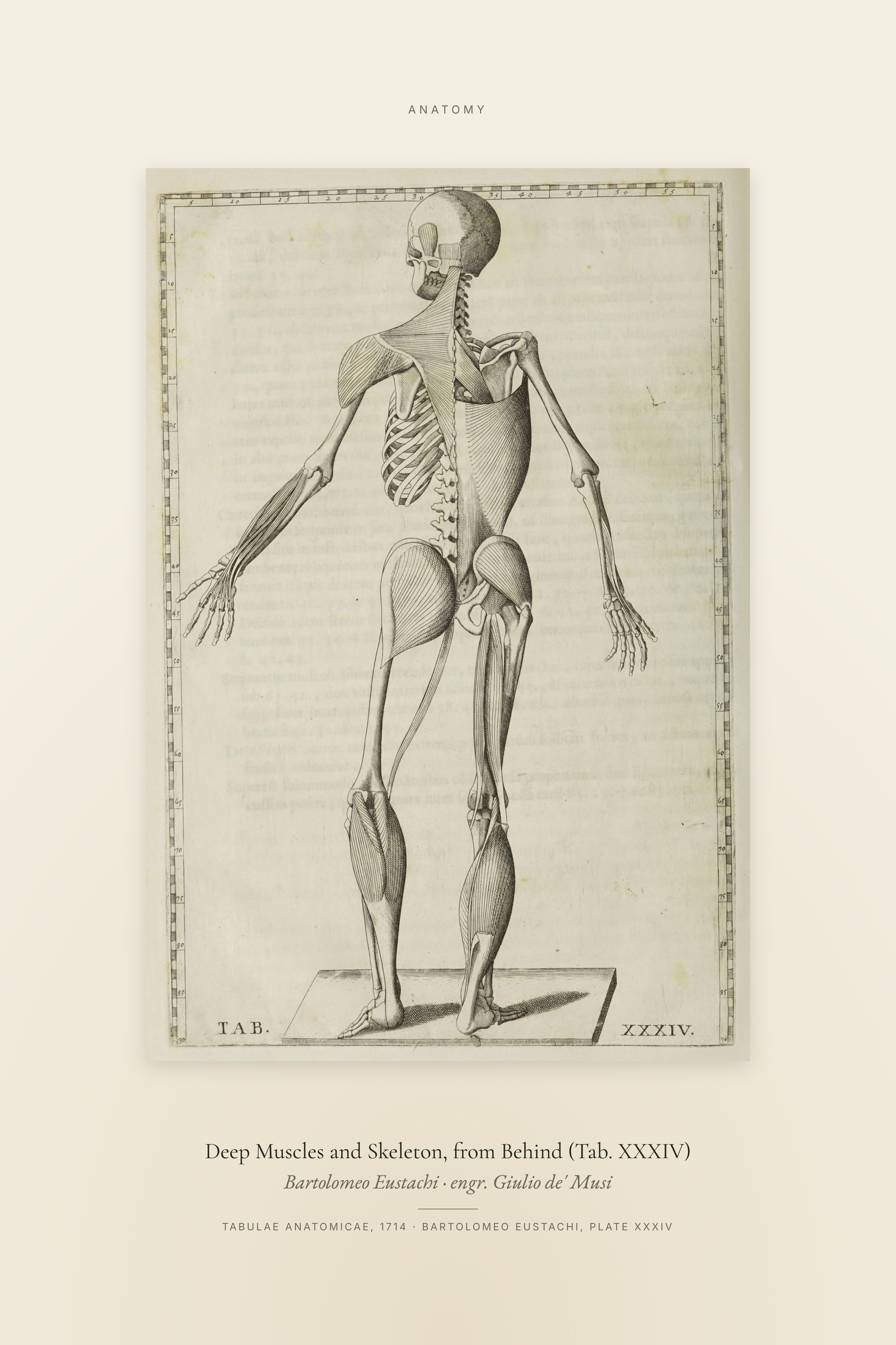 Deep Muscles and Skeleton, from Behind (Tab. XXXIV) — Specimen