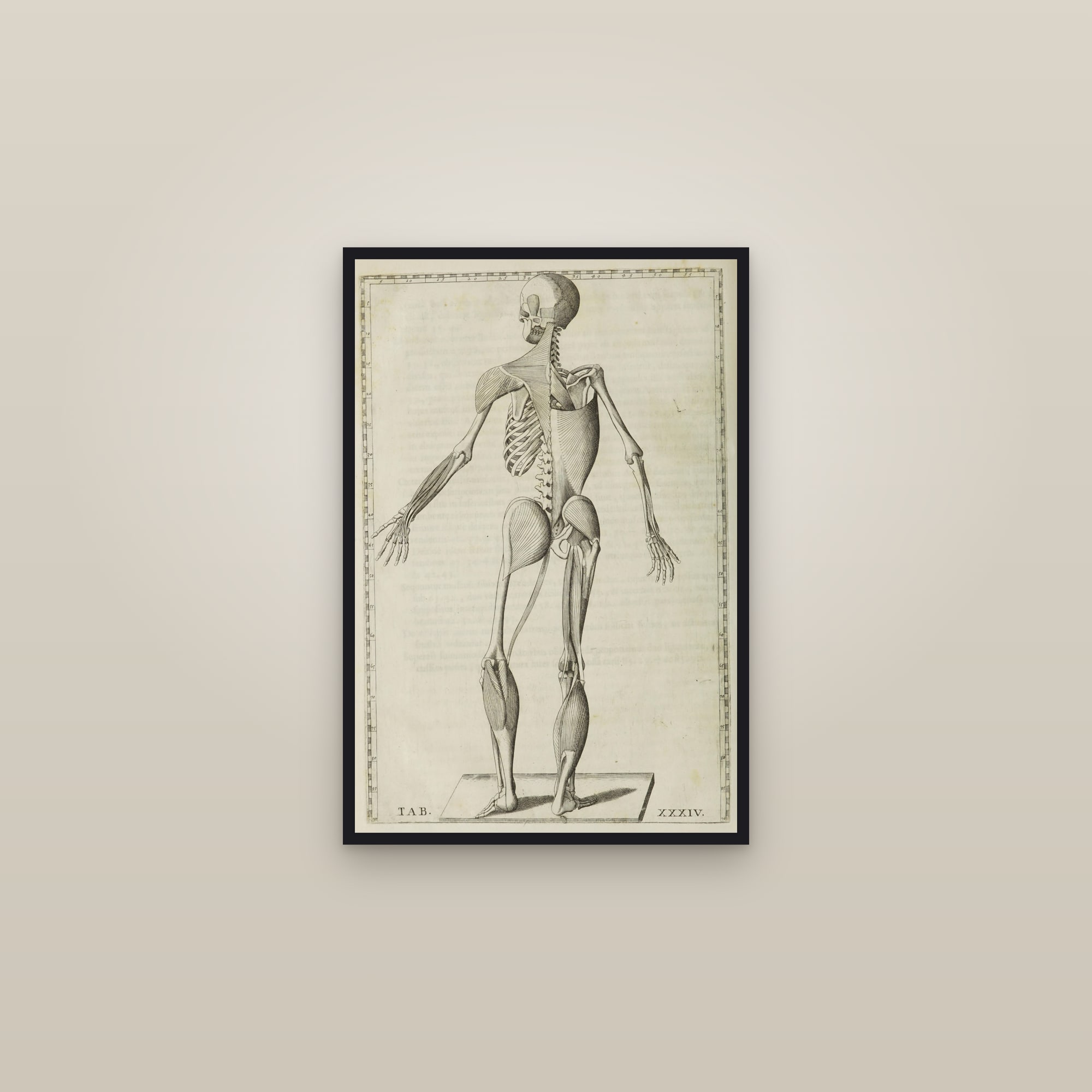 Deep Muscles and Skeleton, from Behind (Tab. XXXIV) — framed in a gallery setting