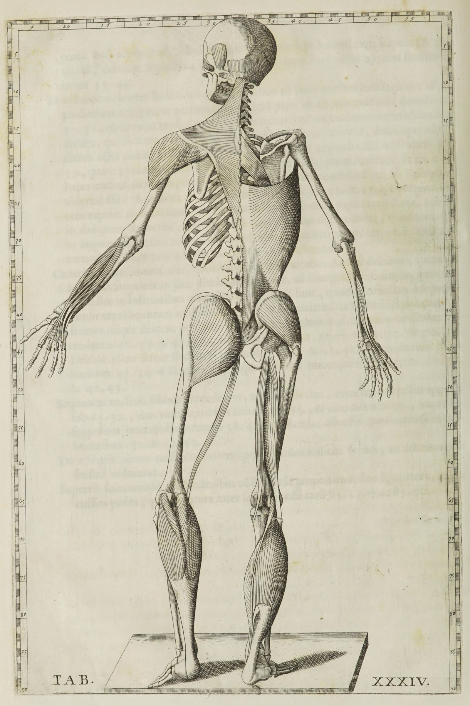 Deep Muscles and Skeleton, from Behind (Tab. XXXIV)