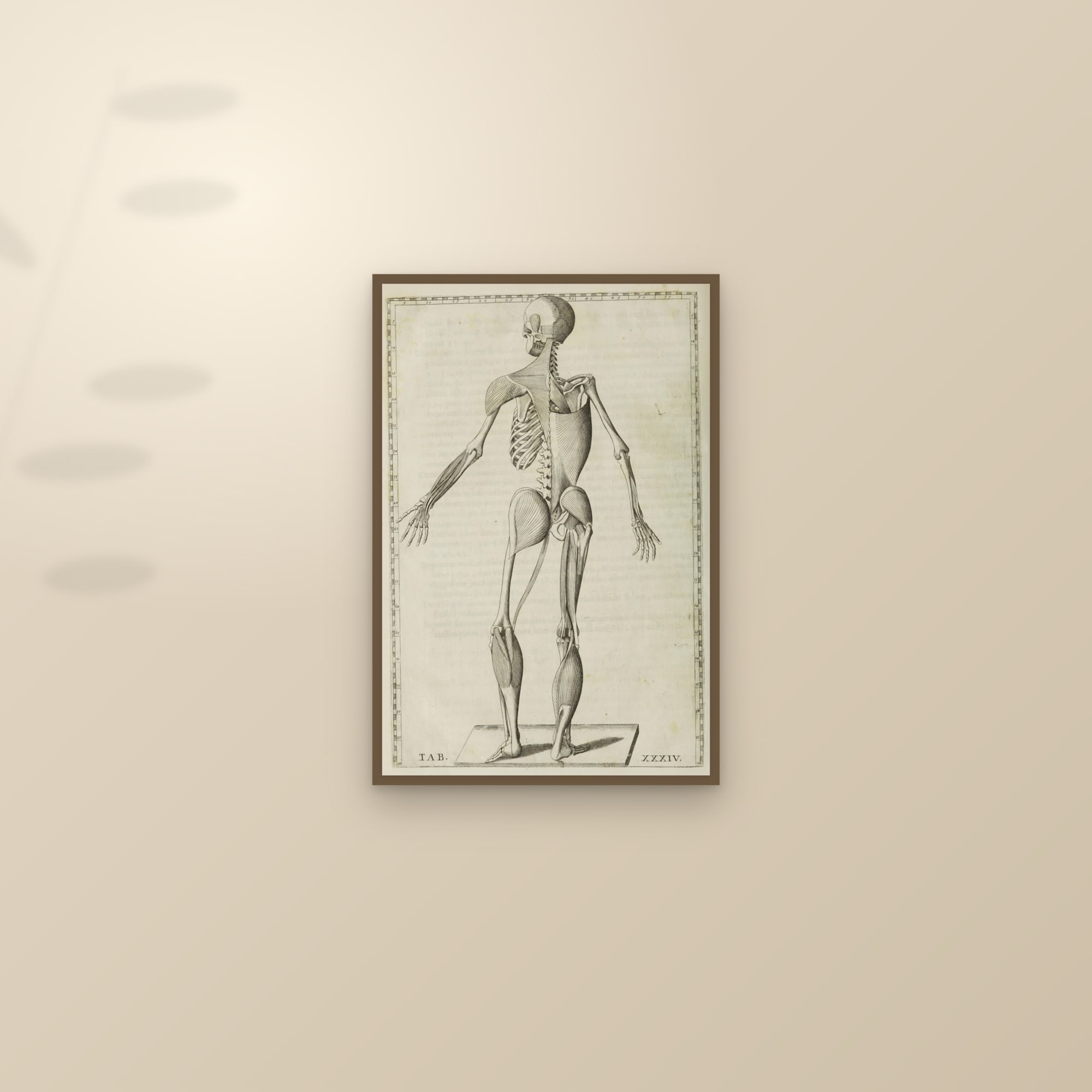 Deep Muscles and Skeleton, from Behind (Tab. XXXIV) — framed and styled on a sunlit wall