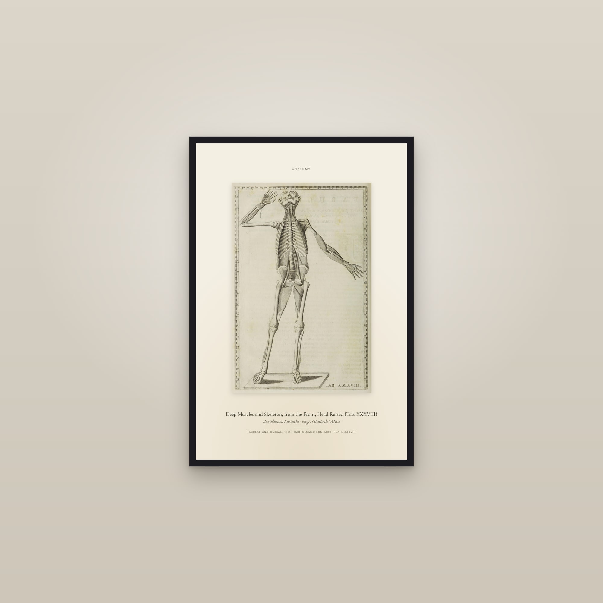 Deep Muscles and Skeleton, from the Front, Head Raised (Tab. XXXVIII) — Specimen — framed in a gallery setting