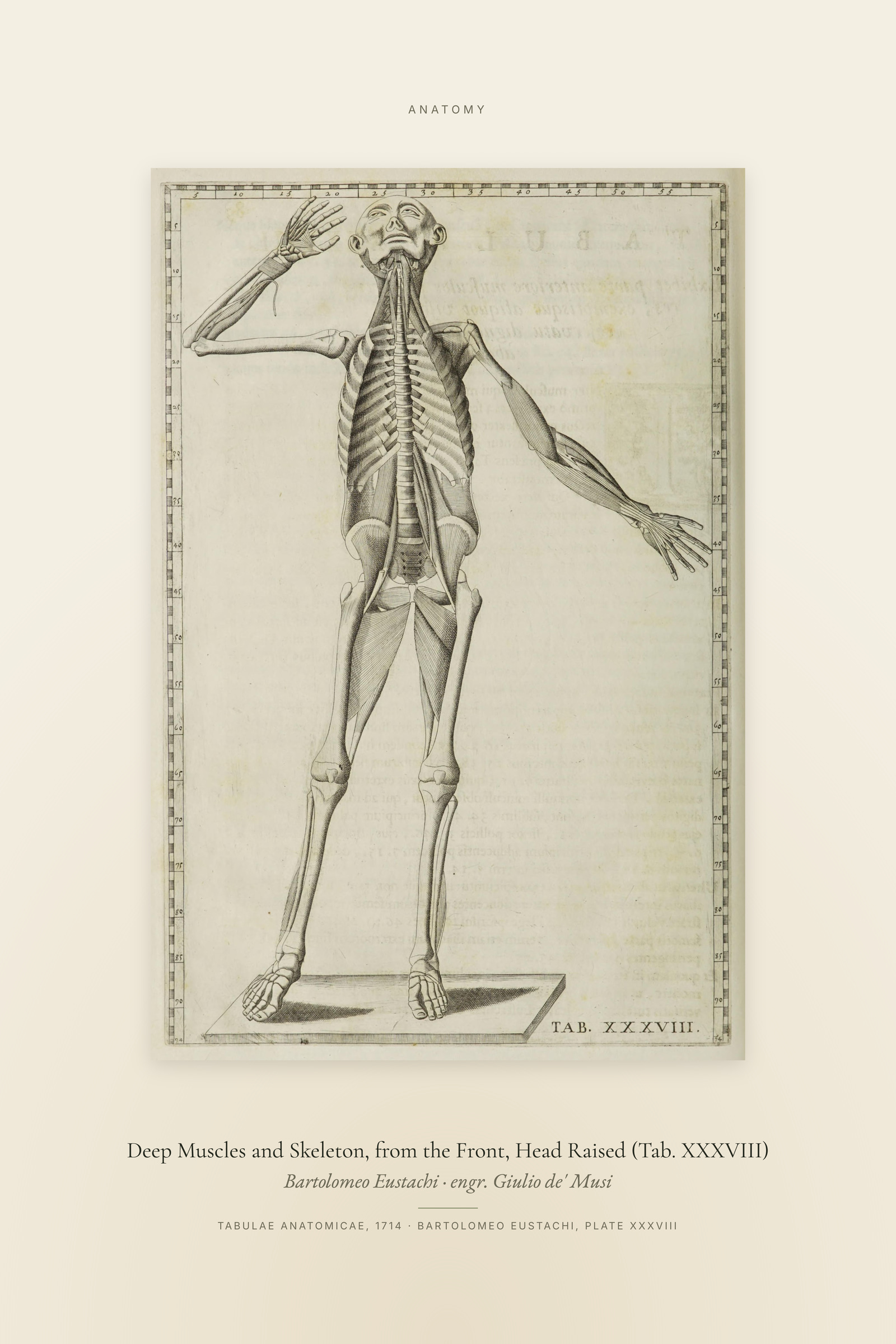 Deep Muscles and Skeleton, from the Front, Head Raised (Tab. XXXVIII) — Specimen