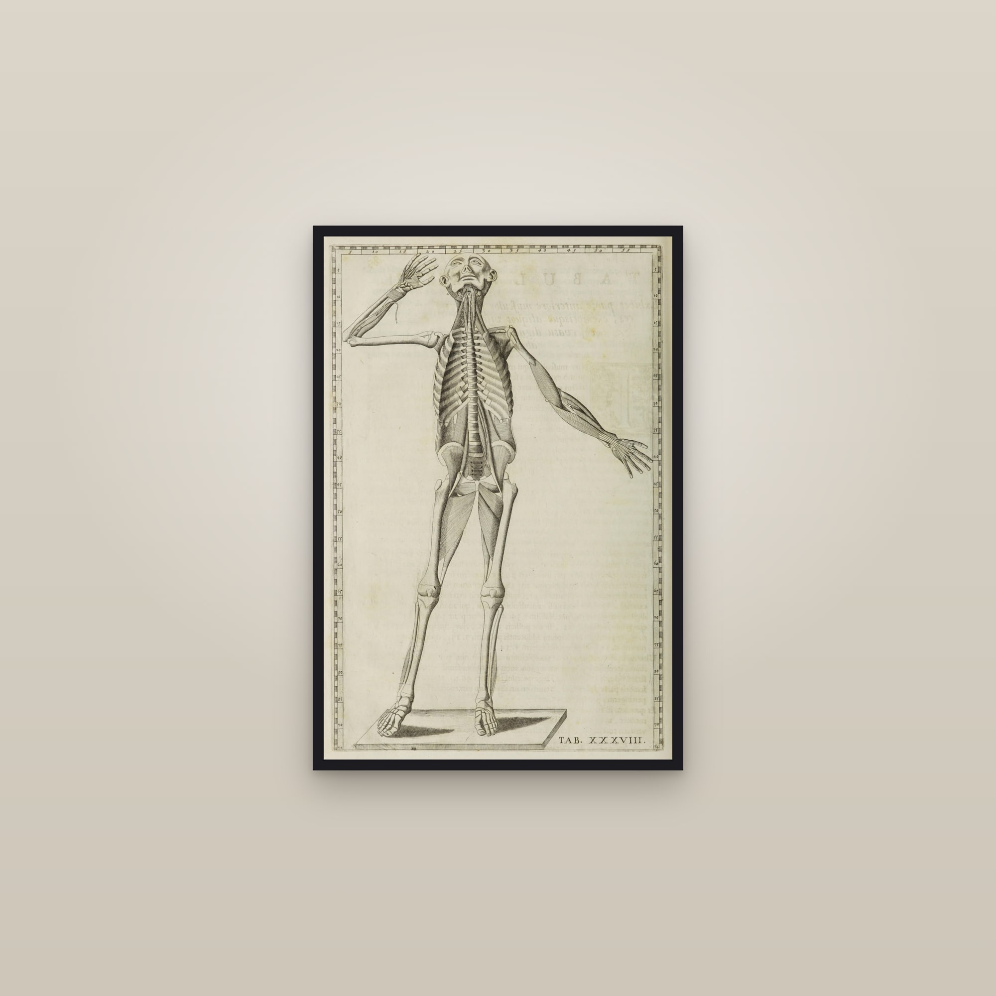 Deep Muscles and Skeleton, from the Front, Head Raised (Tab. XXXVIII)