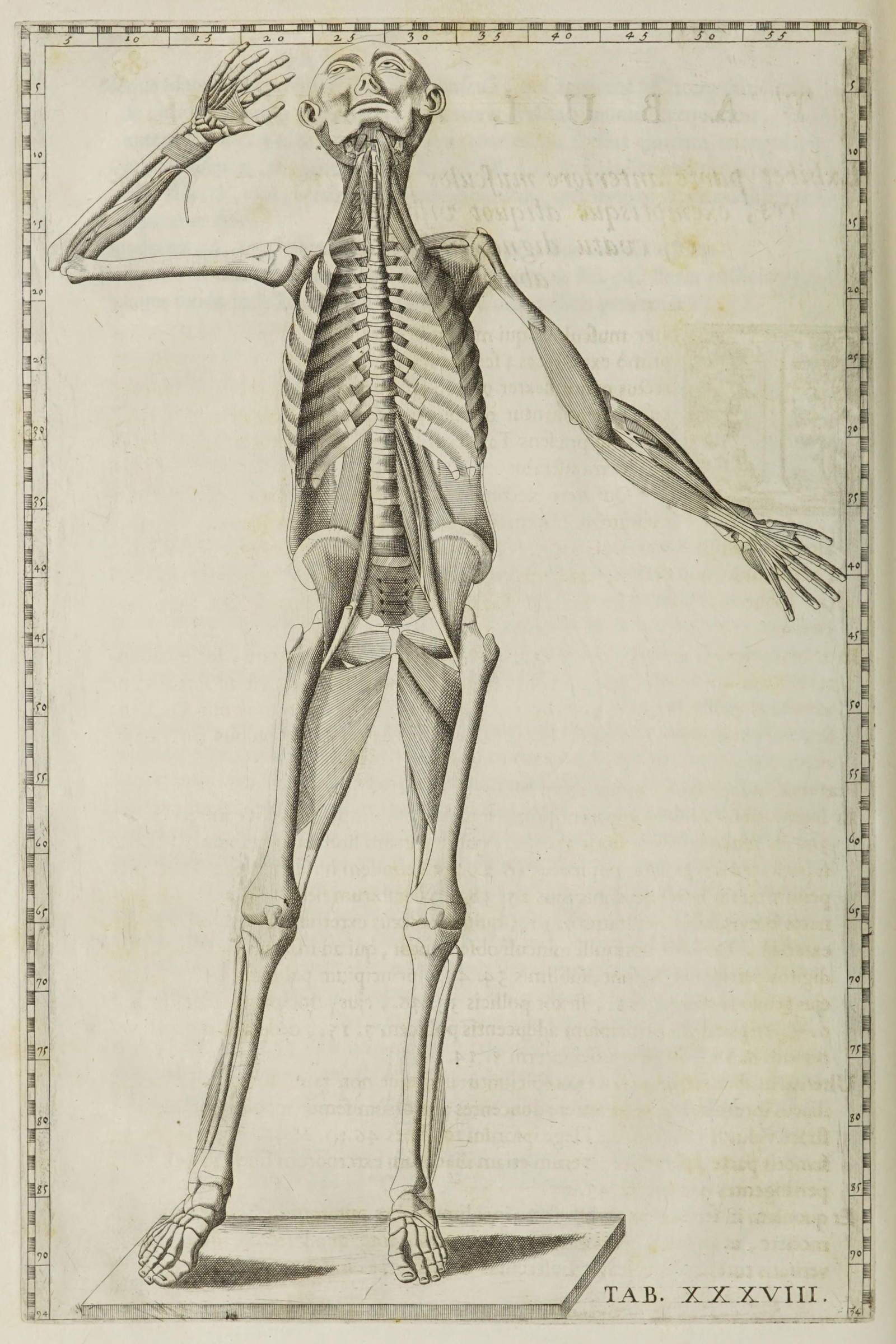 Deep Muscles and Skeleton, from the Front, Head Raised (Tab. XXXVIII)