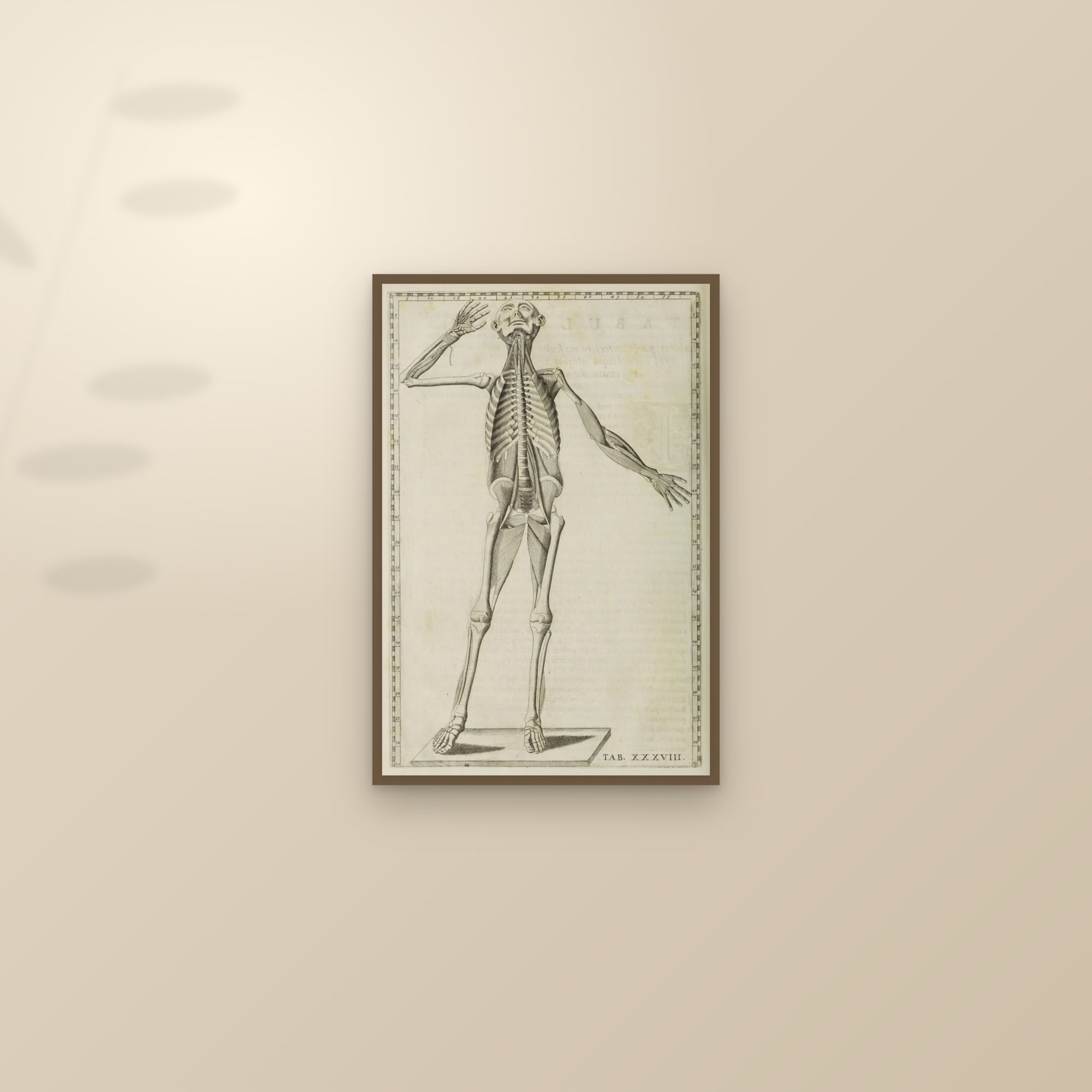 Deep Muscles and Skeleton, from the Front, Head Raised (Tab. XXXVIII) — framed and styled on a sunlit wall