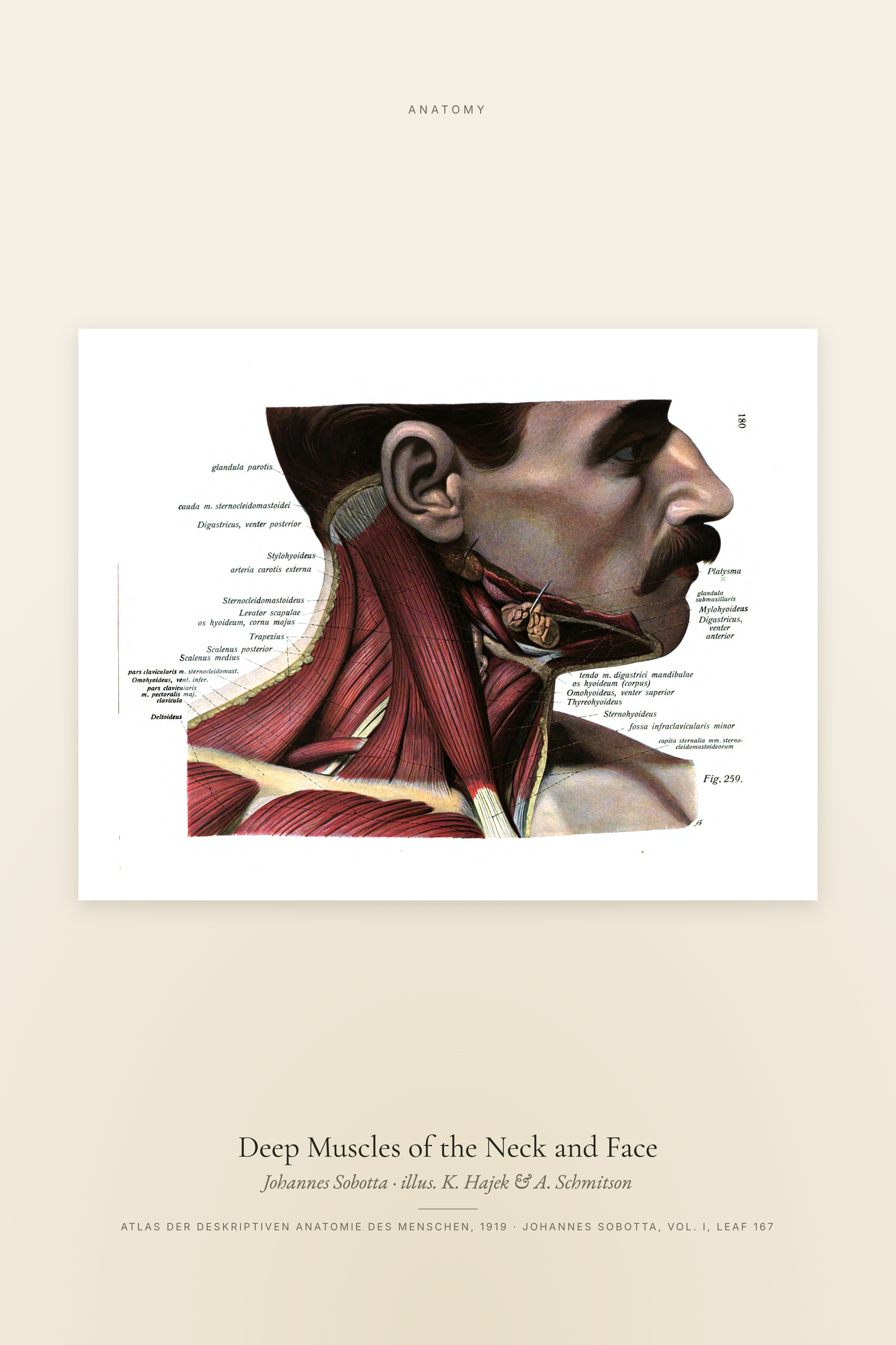 Deep Muscles of the Neck and Face