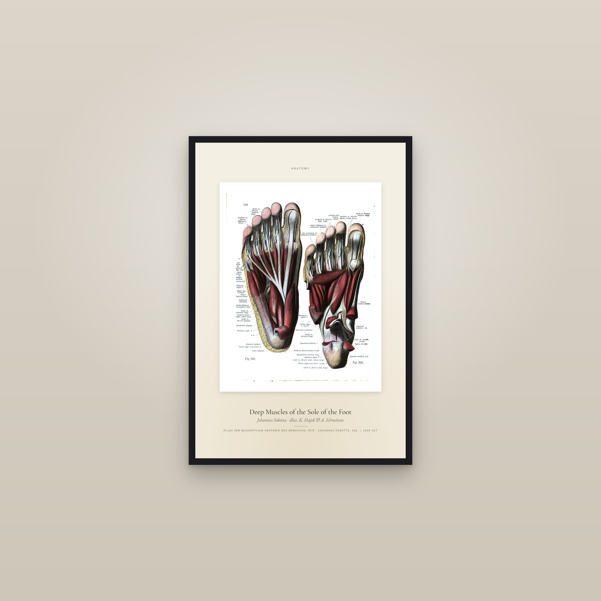 Deep Muscles of the Sole of the Foot — Specimen — framed in a gallery setting