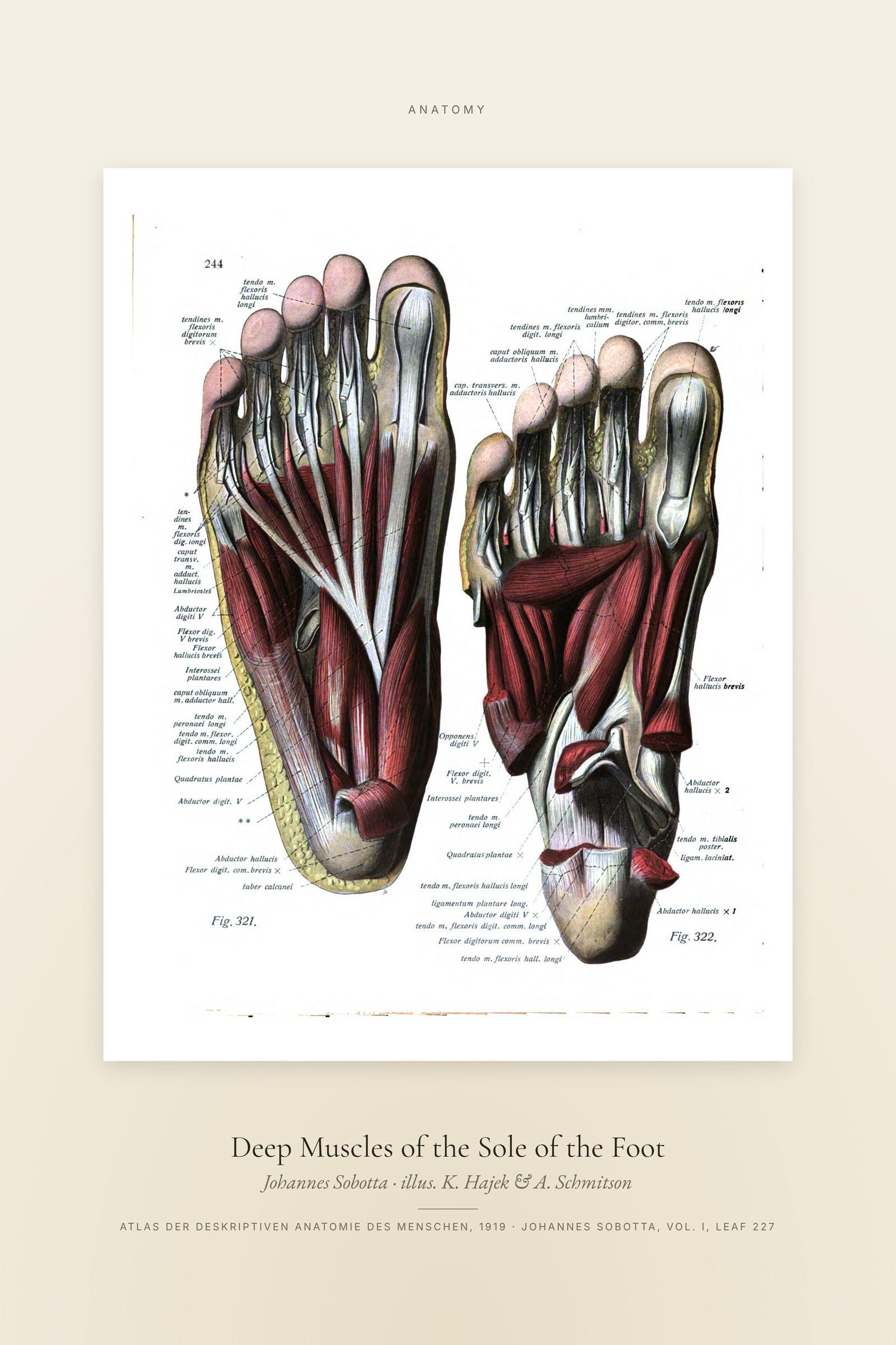 Deep Muscles of the Sole of the Foot — Specimen
