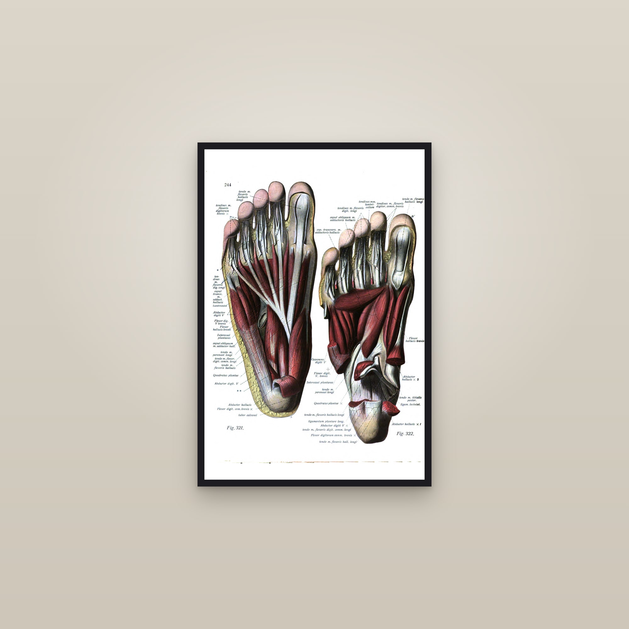 Deep Muscles of the Sole of the Foot — framed in a gallery setting