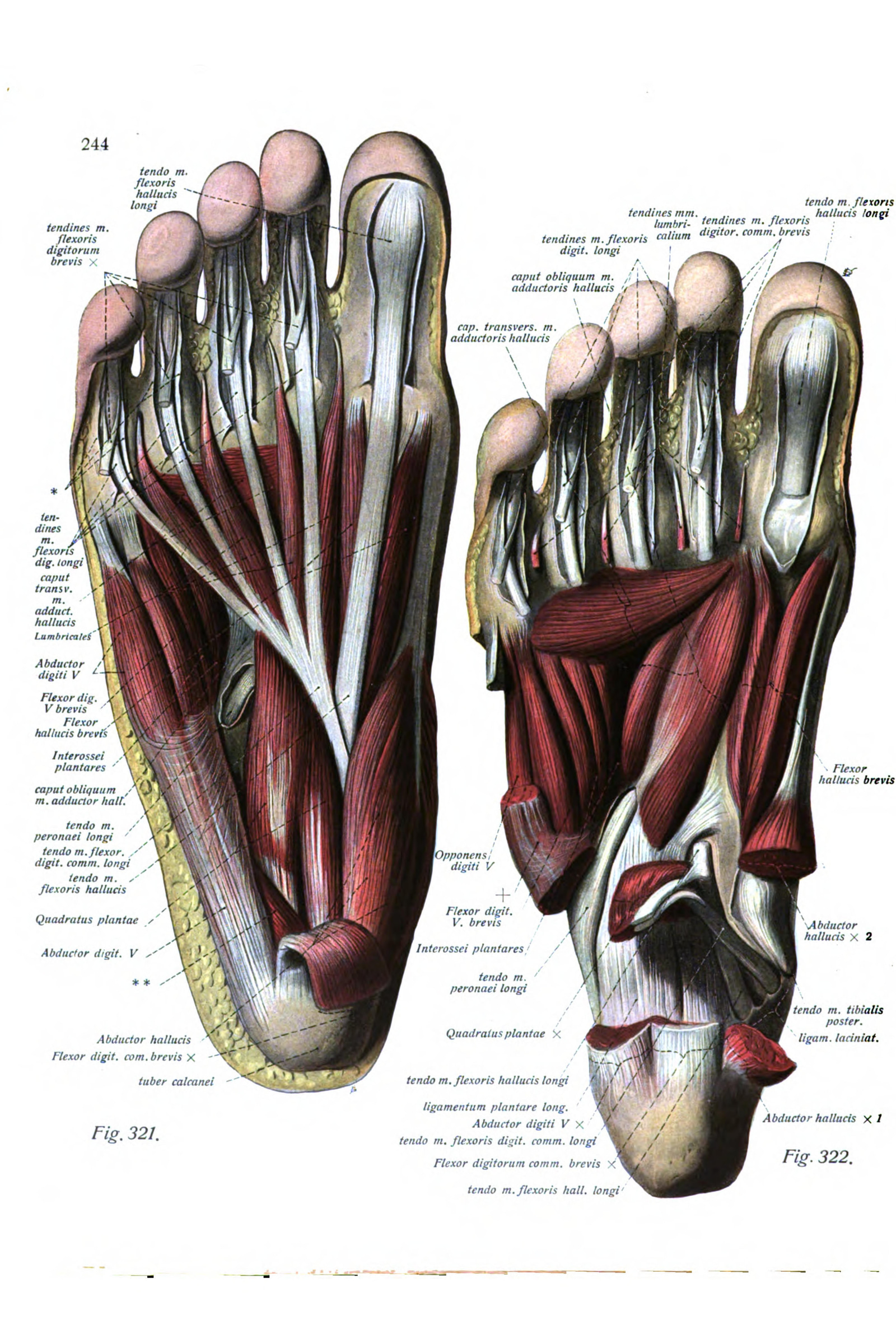 Deep Muscles of the Sole of the Foot