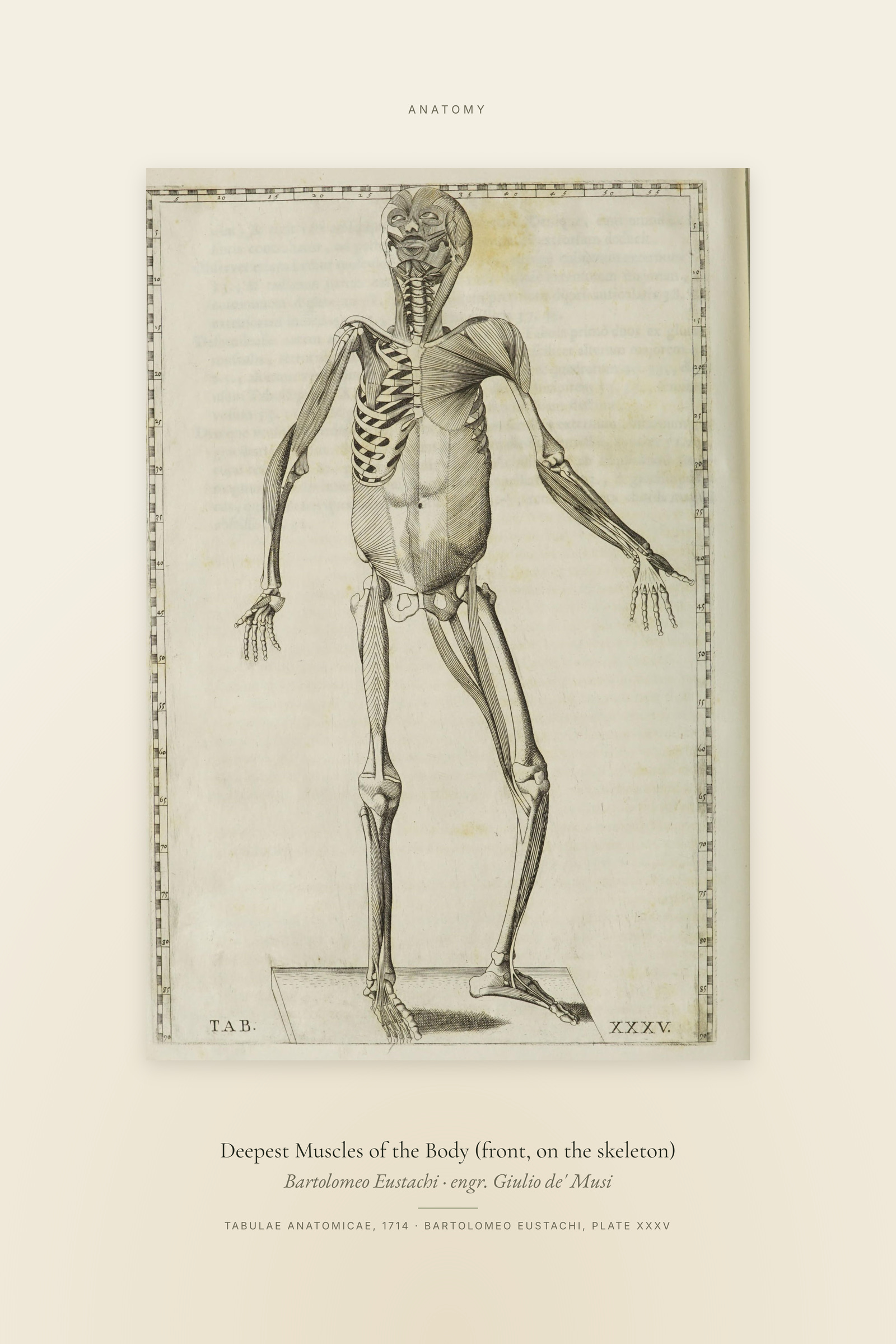 Deepest Muscles of the Body (front, on the skeleton) — Specimen