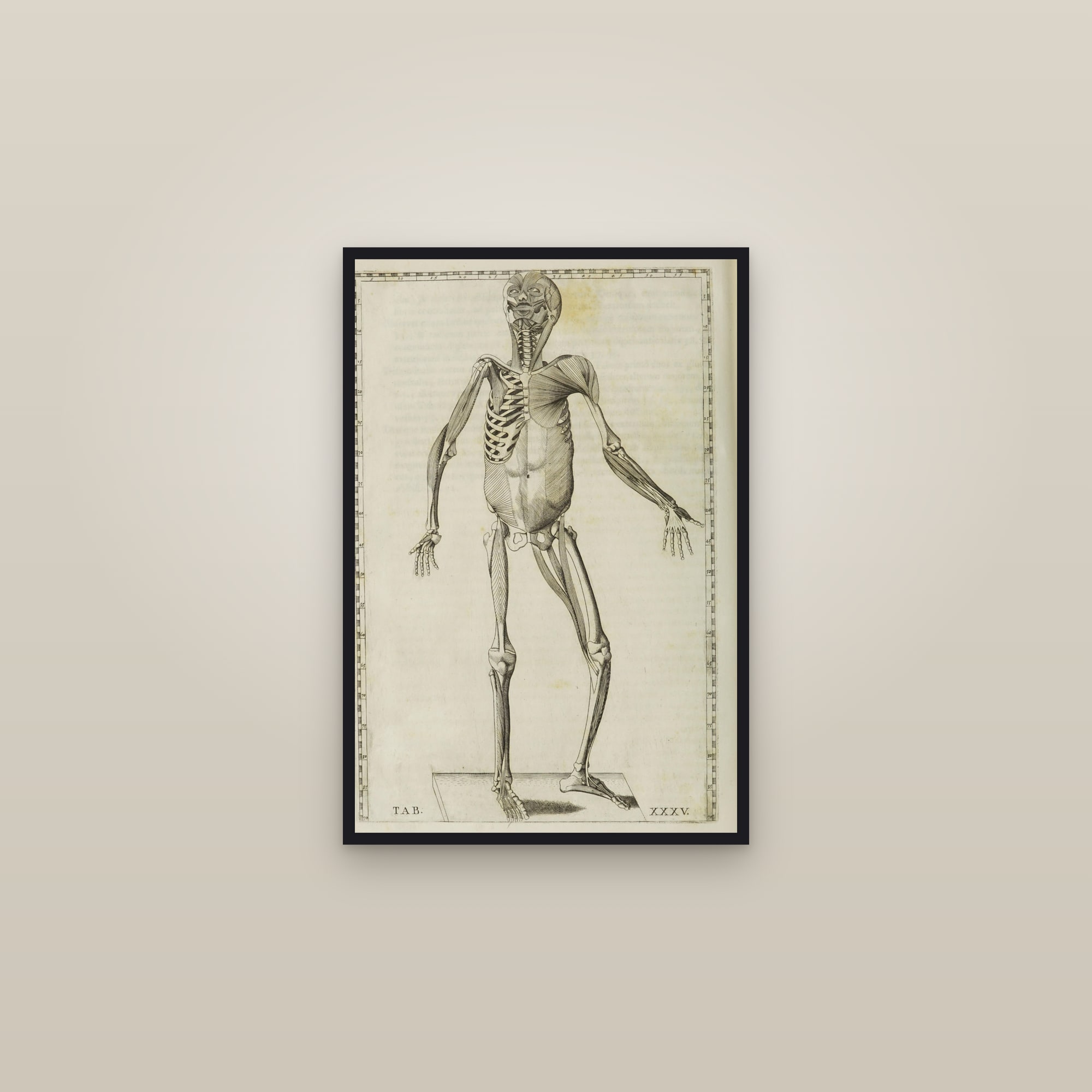 Deepest Muscles of the Body (front, on the skeleton) — framed in a gallery setting