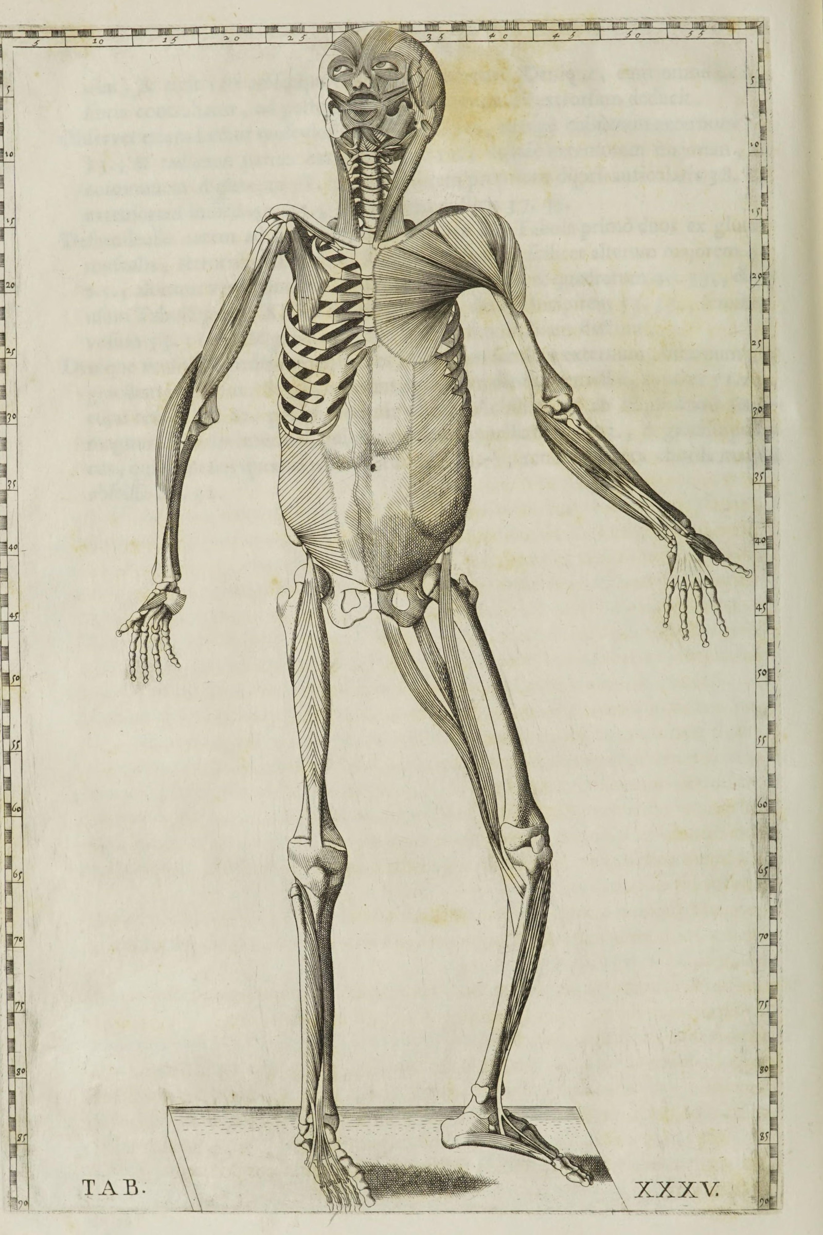 Deepest Muscles of the Body (front, on the skeleton)
