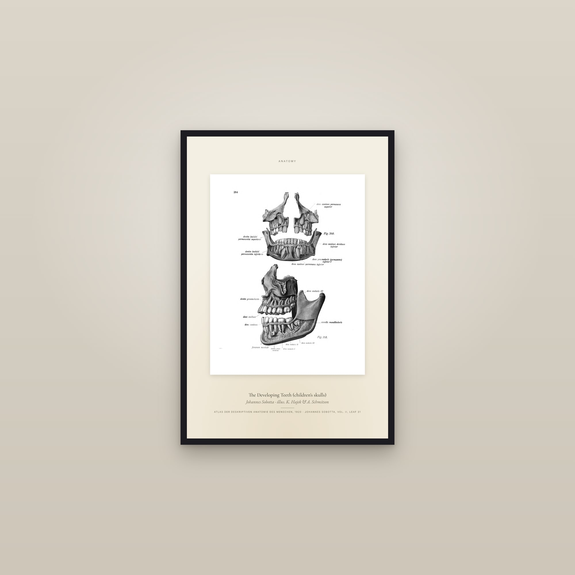 The Developing Teeth (children's skulls) — Specimen — framed in a gallery setting