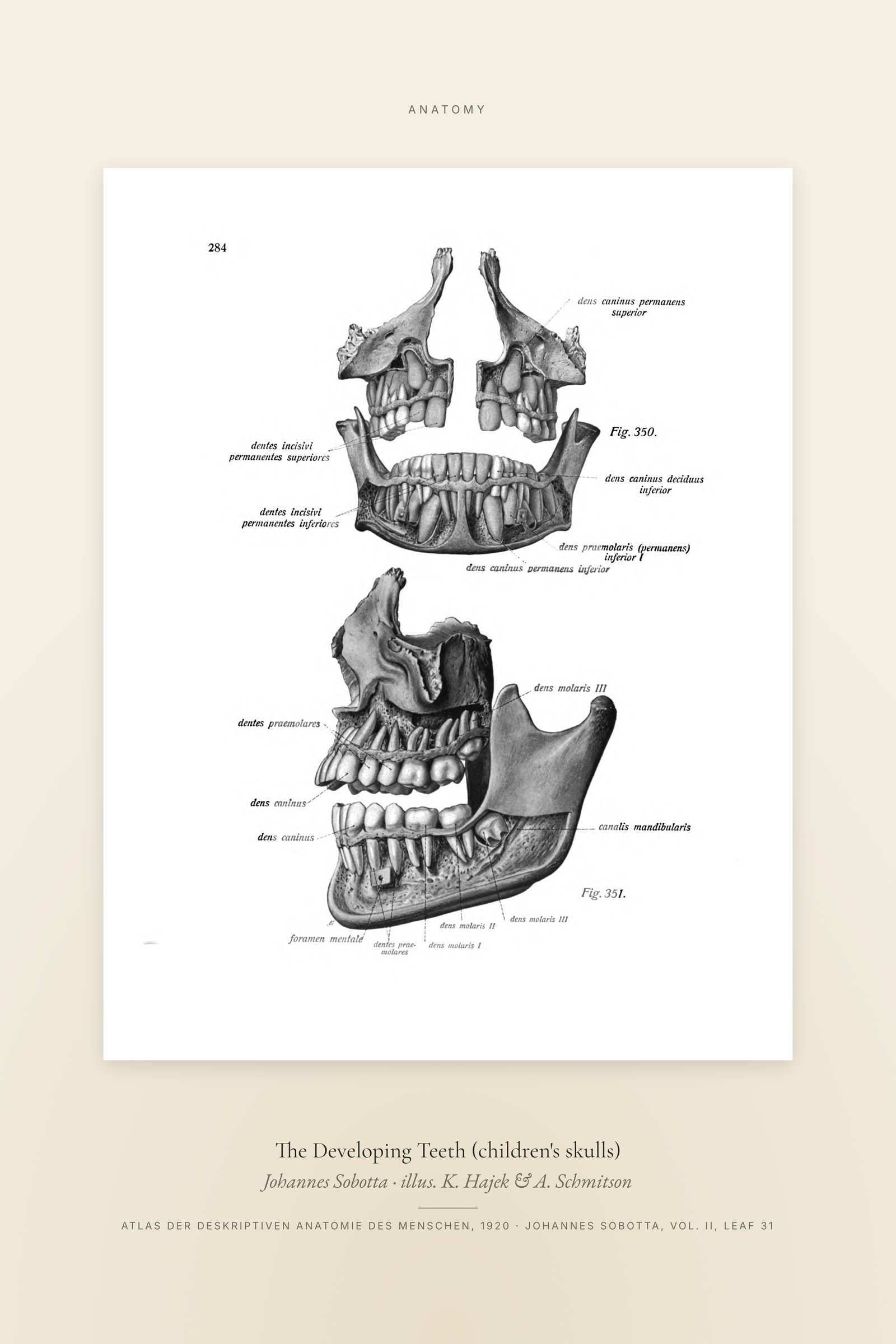 The Developing Teeth (children's skulls) — Specimen