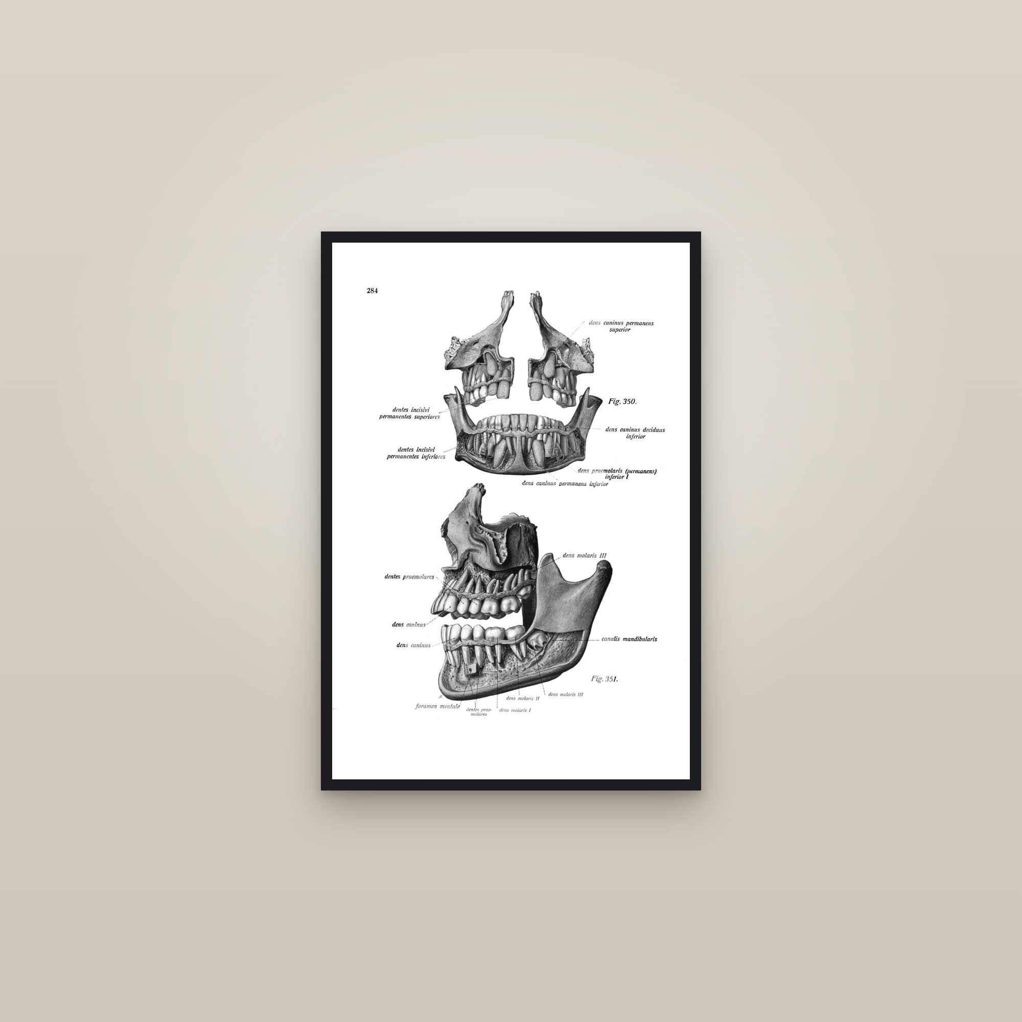 The Developing Teeth (children's skulls) — framed in a gallery setting