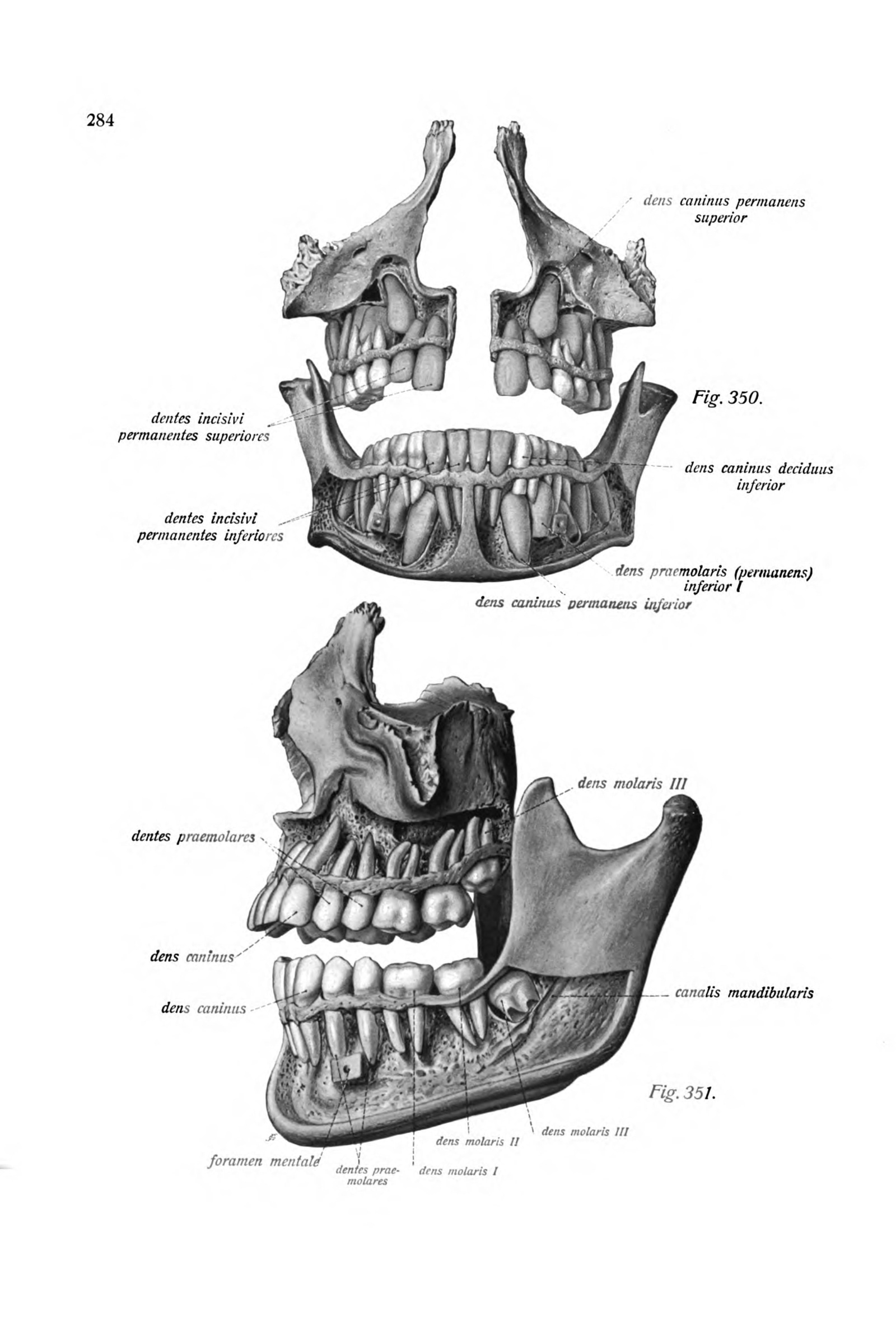 The Developing Teeth (children's skulls)