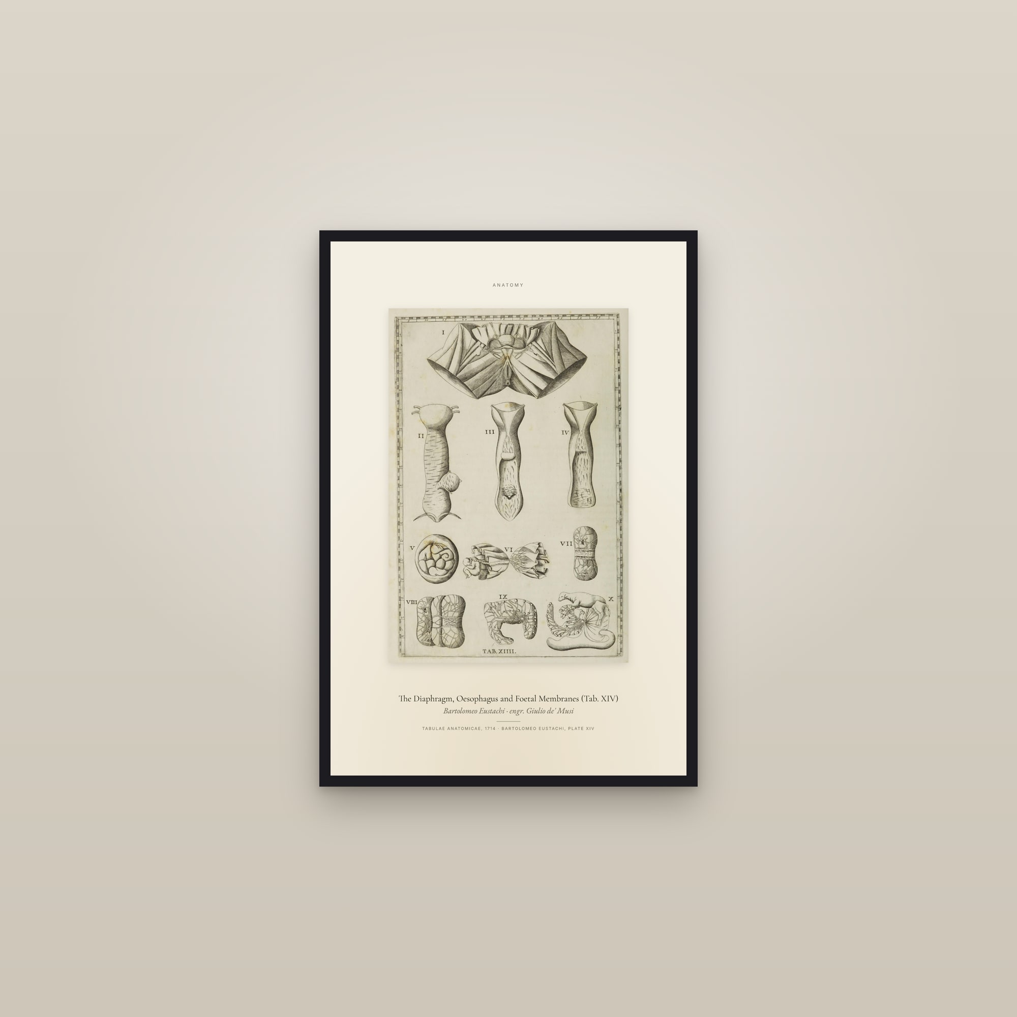 The Diaphragm, Oesophagus and Foetal Membranes (Tab. XIV) — Specimen