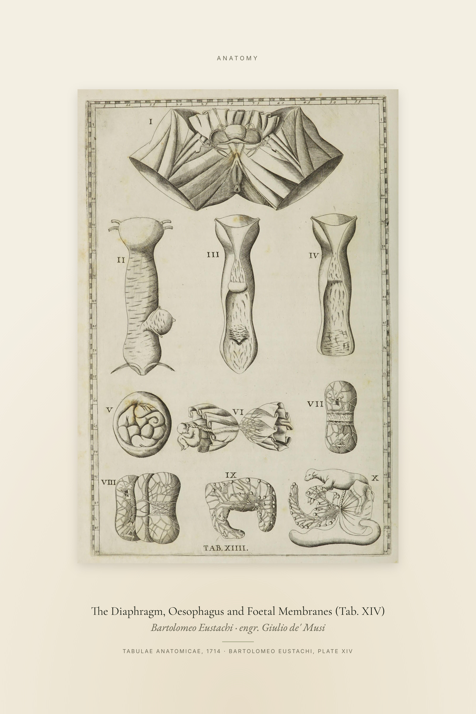 The Diaphragm, Oesophagus and Foetal Membranes (Tab. XIV) — Specimen
