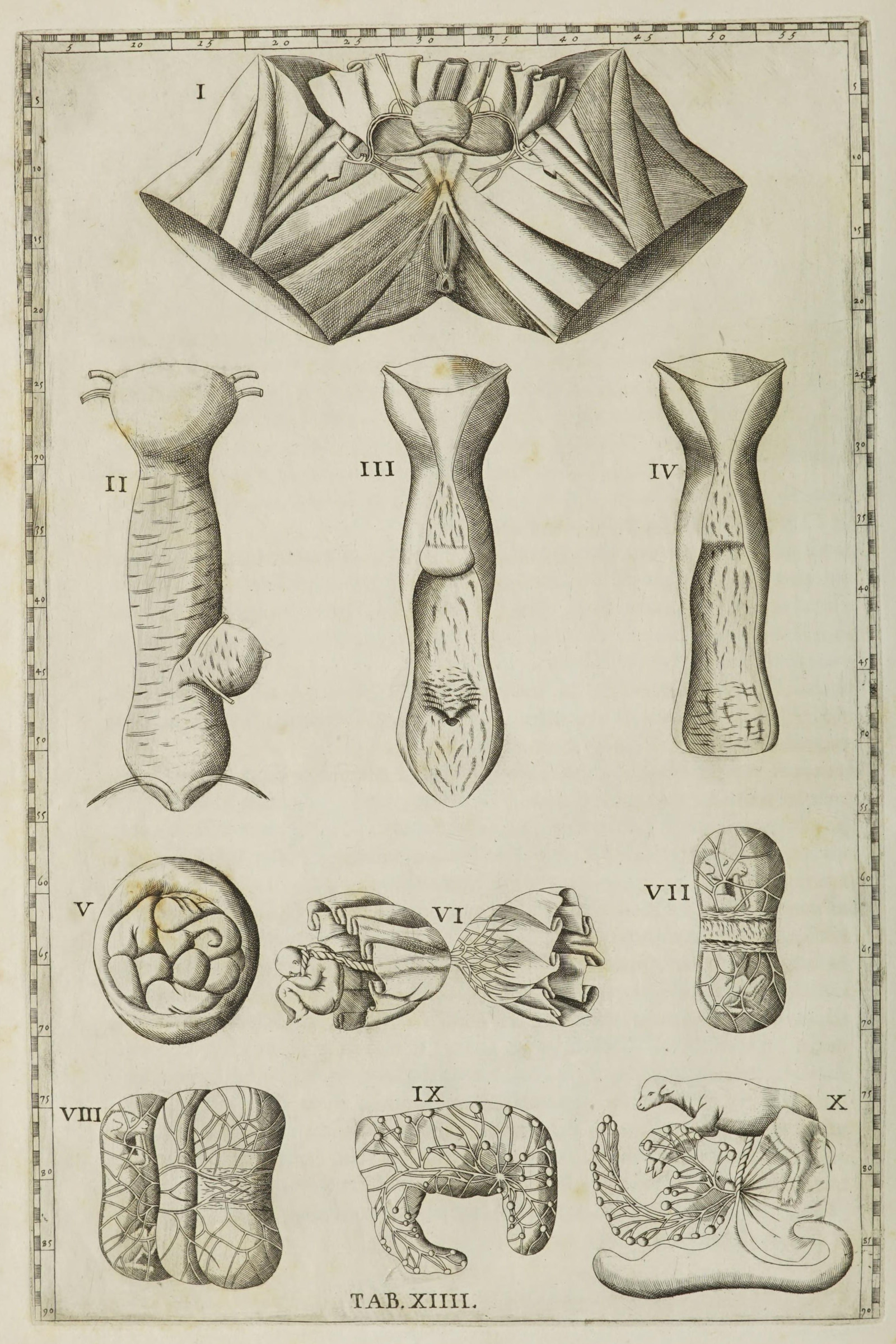 The Diaphragm, Oesophagus and Foetal Membranes (Tab. XIV)
