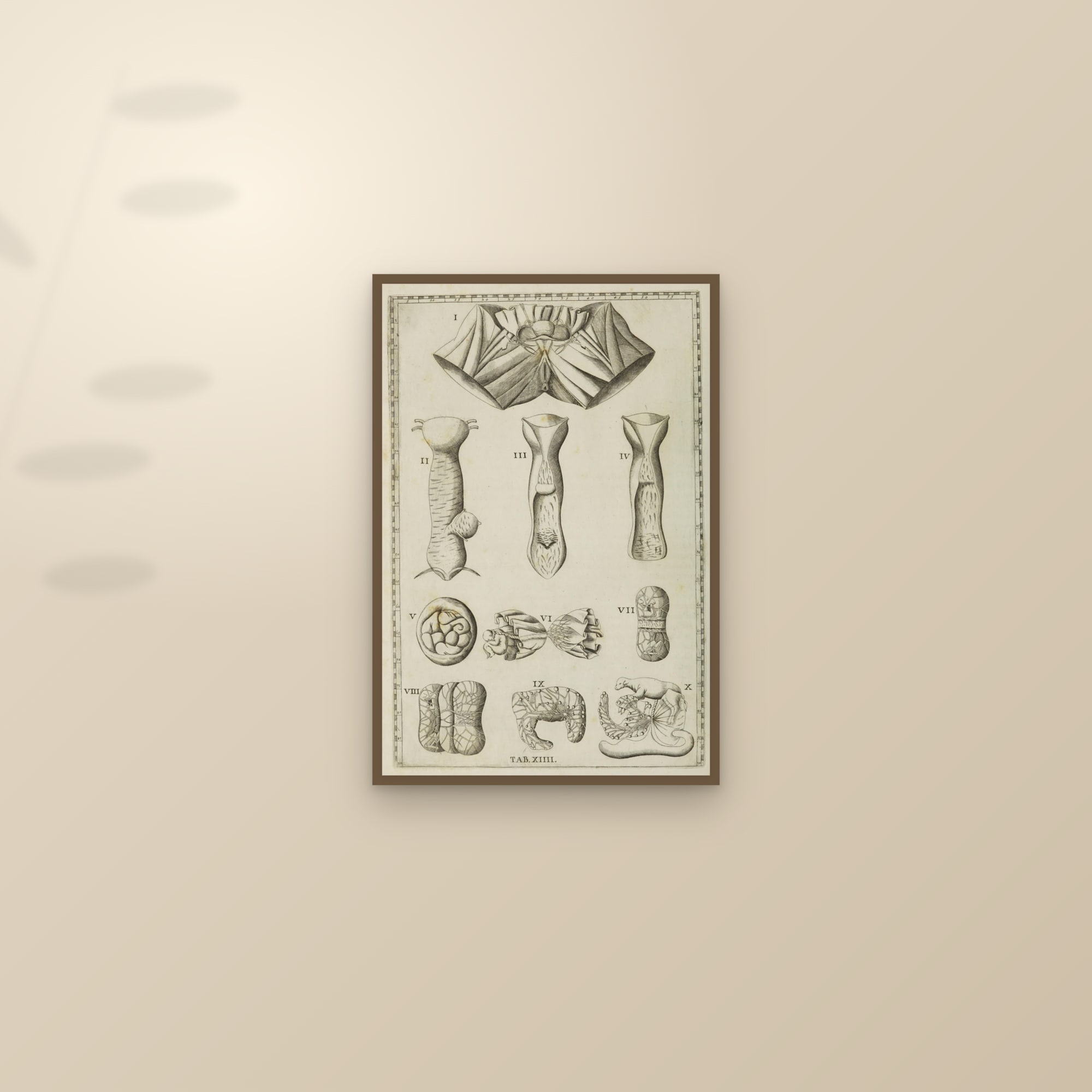 The Diaphragm, Oesophagus and Foetal Membranes (Tab. XIV) — framed and styled on a sunlit wall