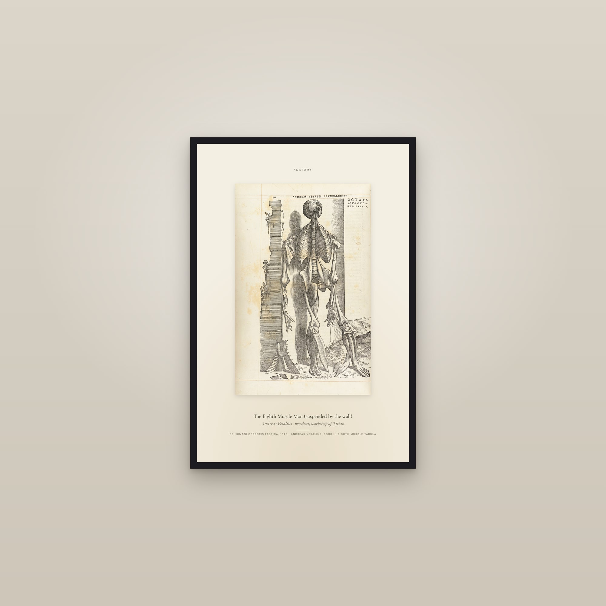 The Eighth Muscle Man (suspended by the wall) — Specimen — framed in a gallery setting