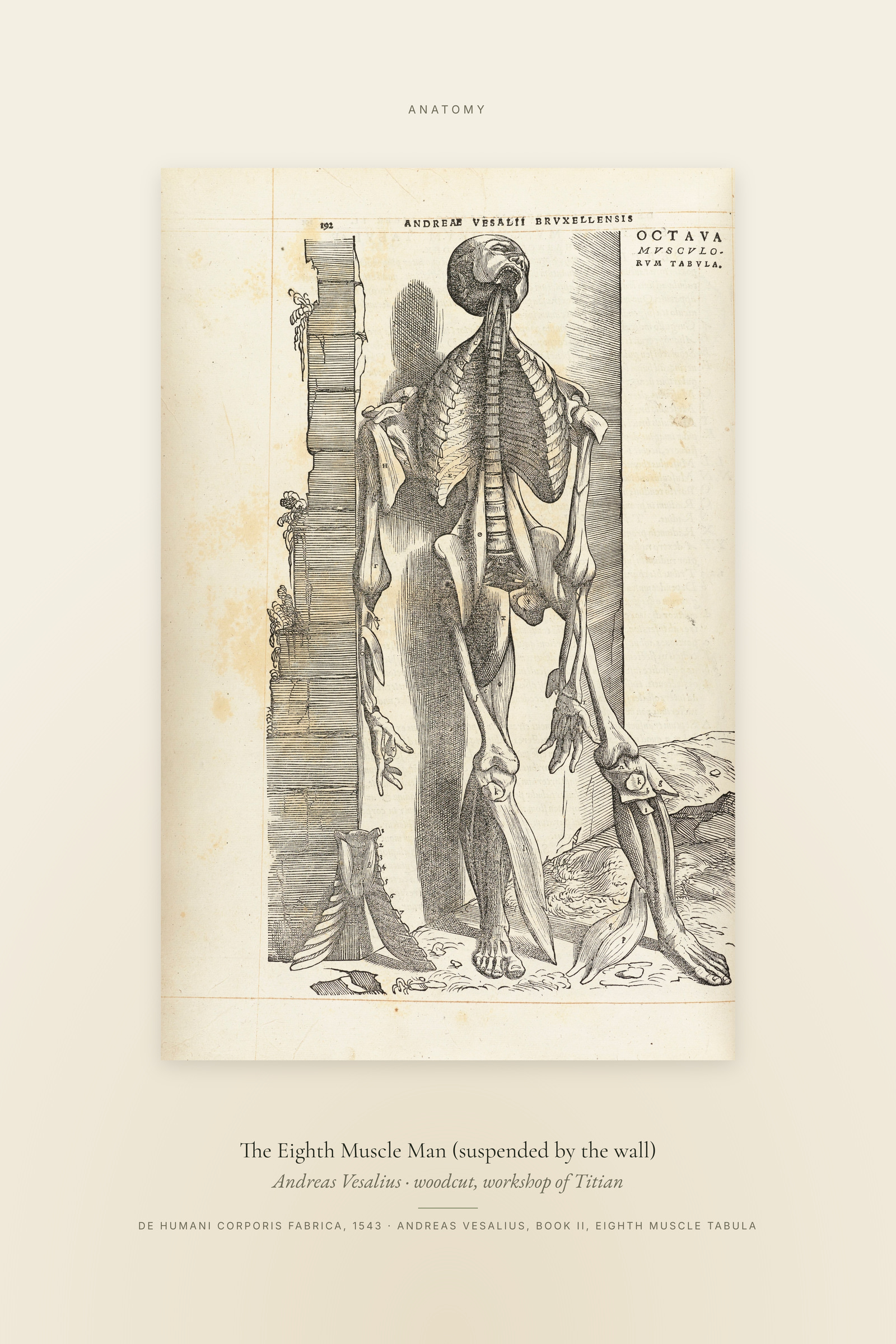 The Eighth Muscle Man (suspended by the wall) — Specimen
