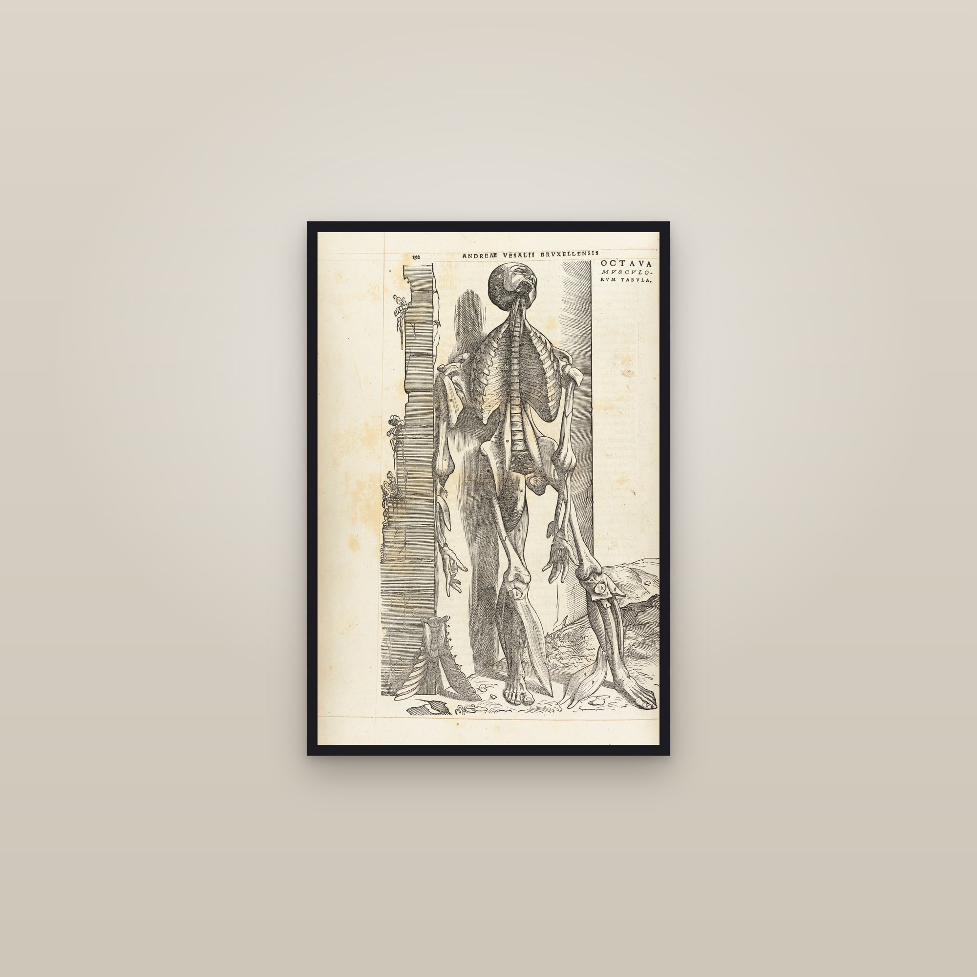 The Eighth Muscle Man (suspended by the wall) — framed in a gallery setting