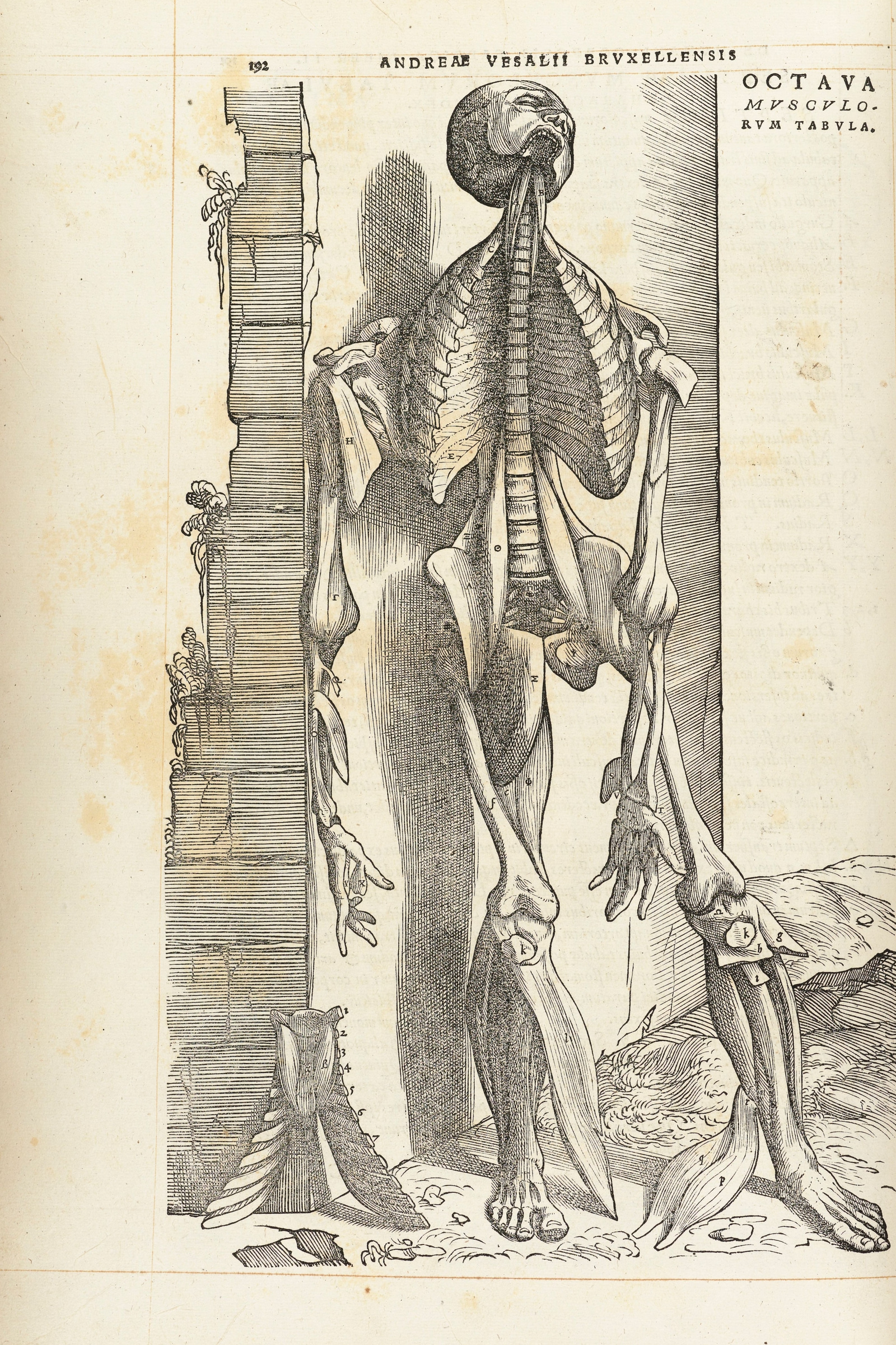 The Eighth Muscle Man (suspended by the wall)
