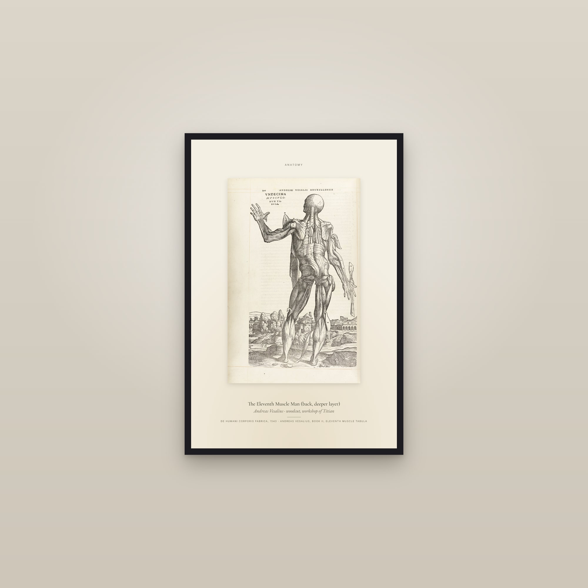 The Eleventh Muscle Man (back, deeper layer) — Specimen — framed in a gallery setting
