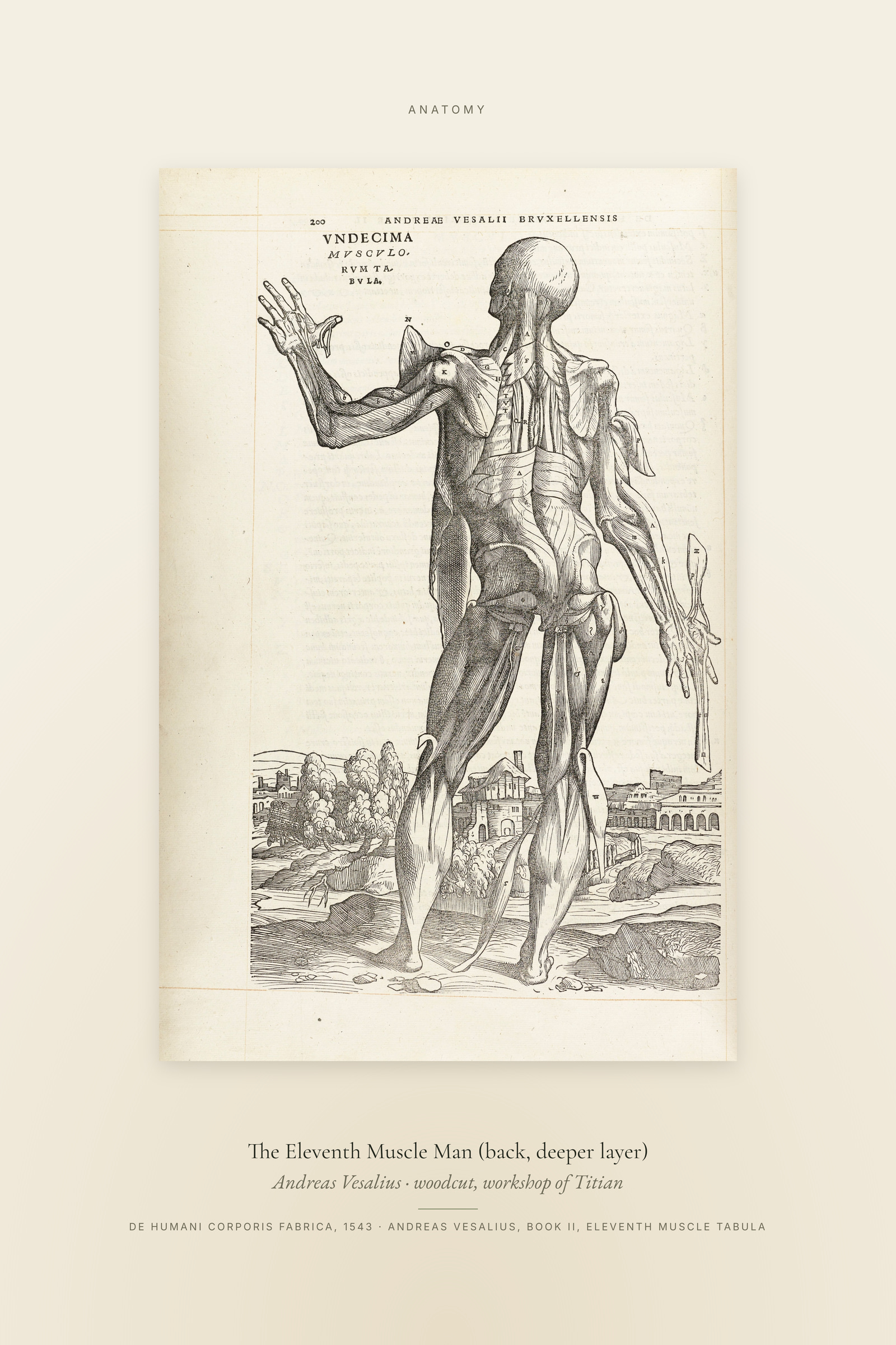 The Eleventh Muscle Man (back, deeper layer) — Specimen