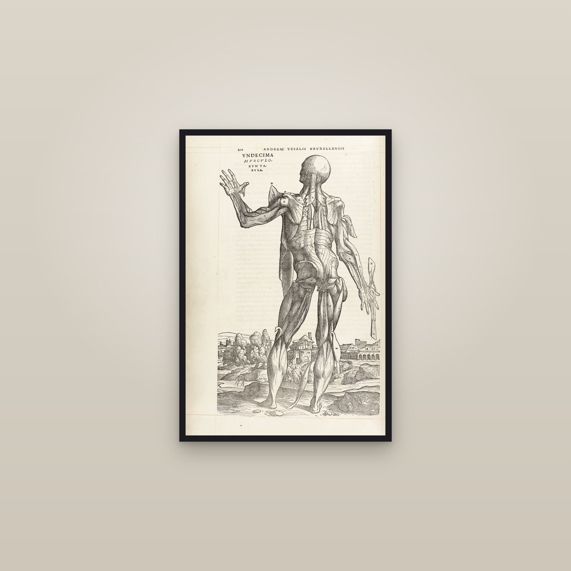 The Eleventh Muscle Man (back, deeper layer) — framed in a gallery setting