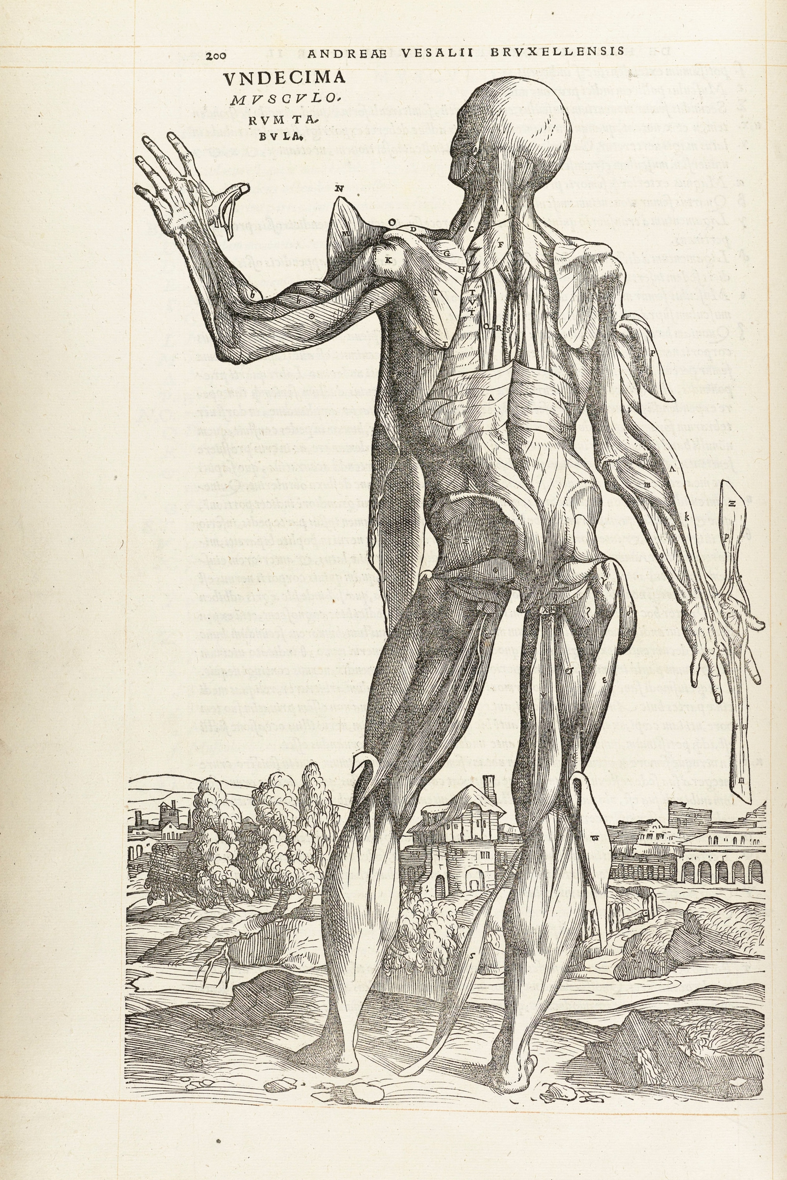 The Eleventh Muscle Man (back, deeper layer)