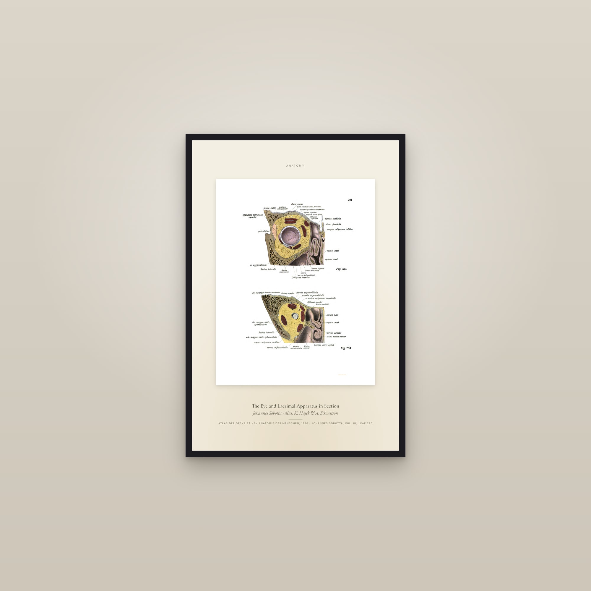 The Eye and Lacrimal Apparatus in Section — Specimen — framed in a gallery setting