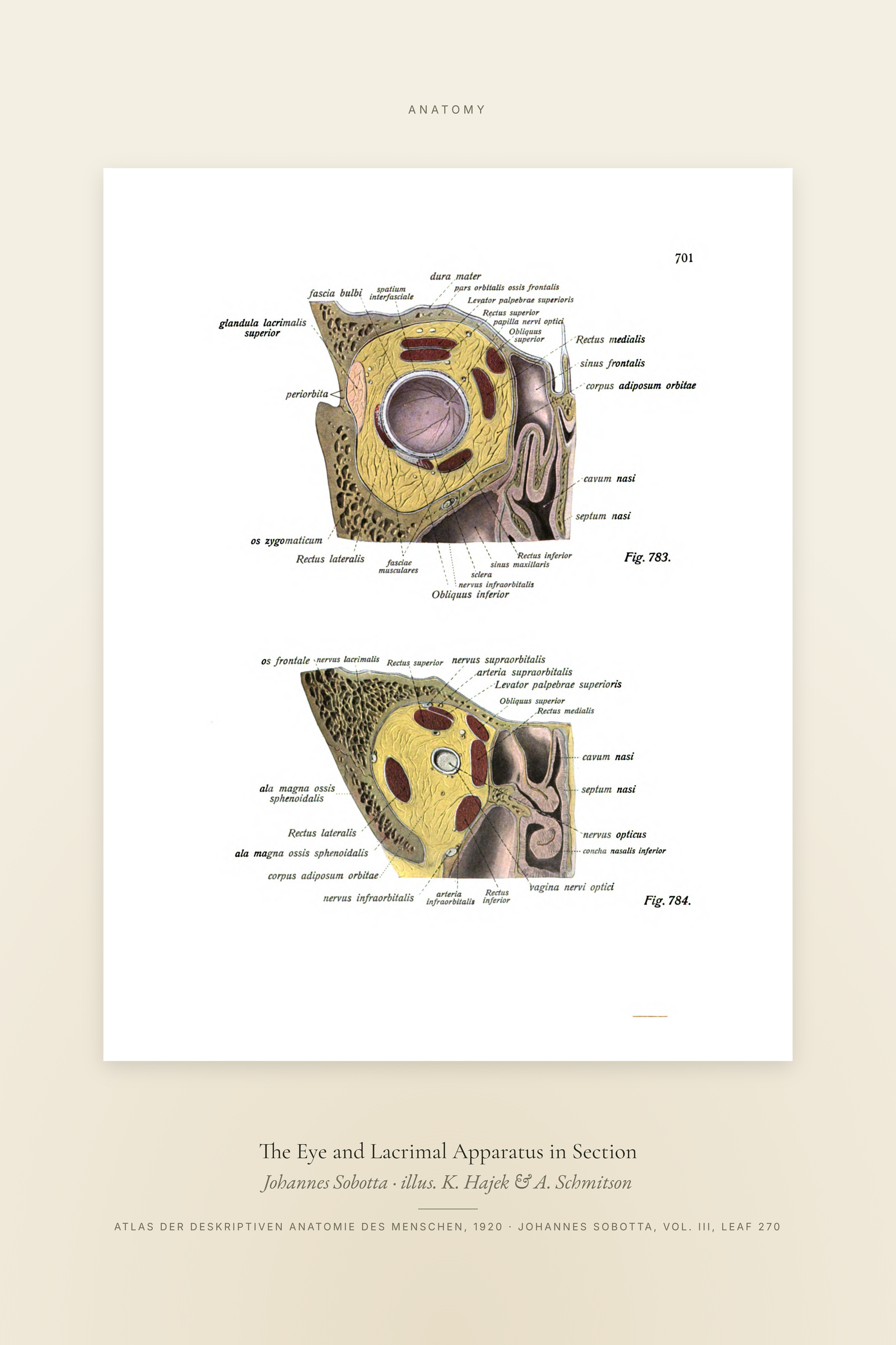 The Eye and Lacrimal Apparatus in Section — Specimen