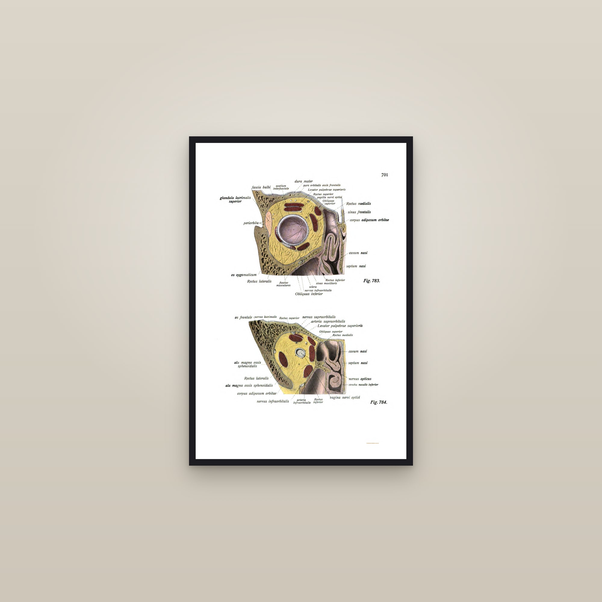 The Eye and Lacrimal Apparatus in Section — framed in a gallery setting