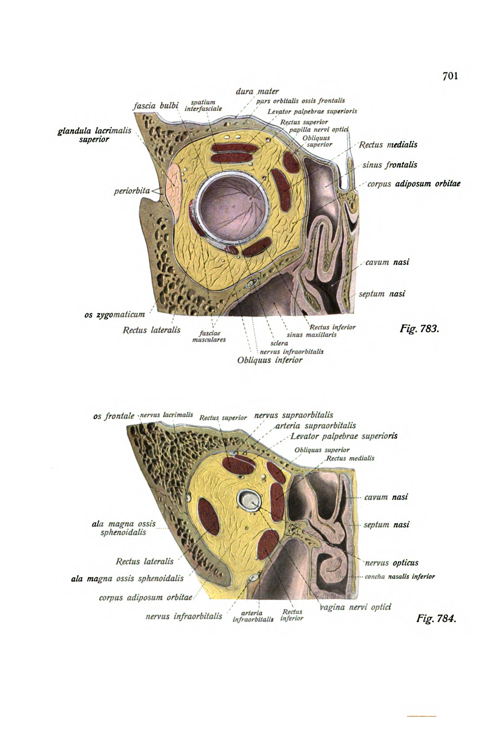 The Eye and Lacrimal Apparatus in Section