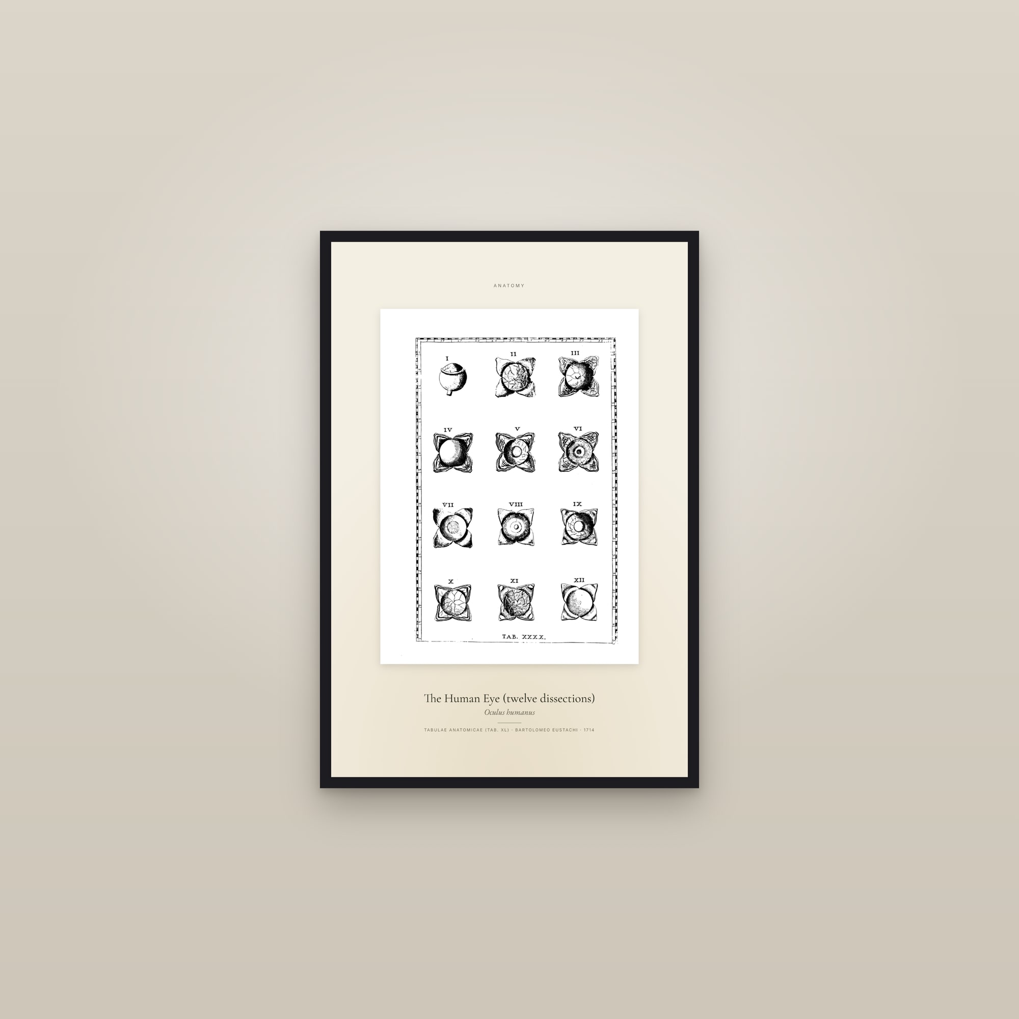 The Human Eye (twelve dissections) — Specimen — framed in a gallery setting