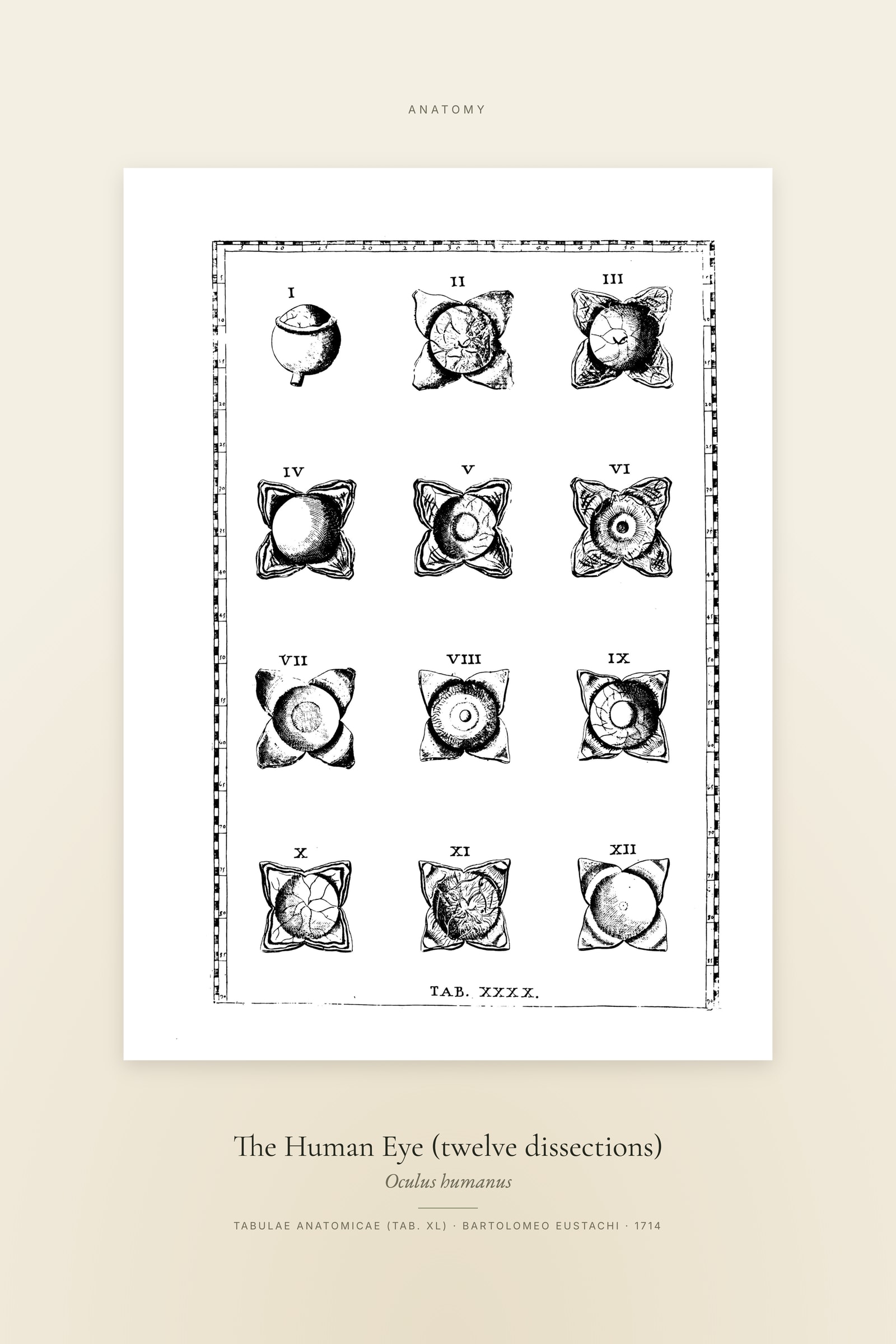 The Human Eye (twelve dissections) — Specimen