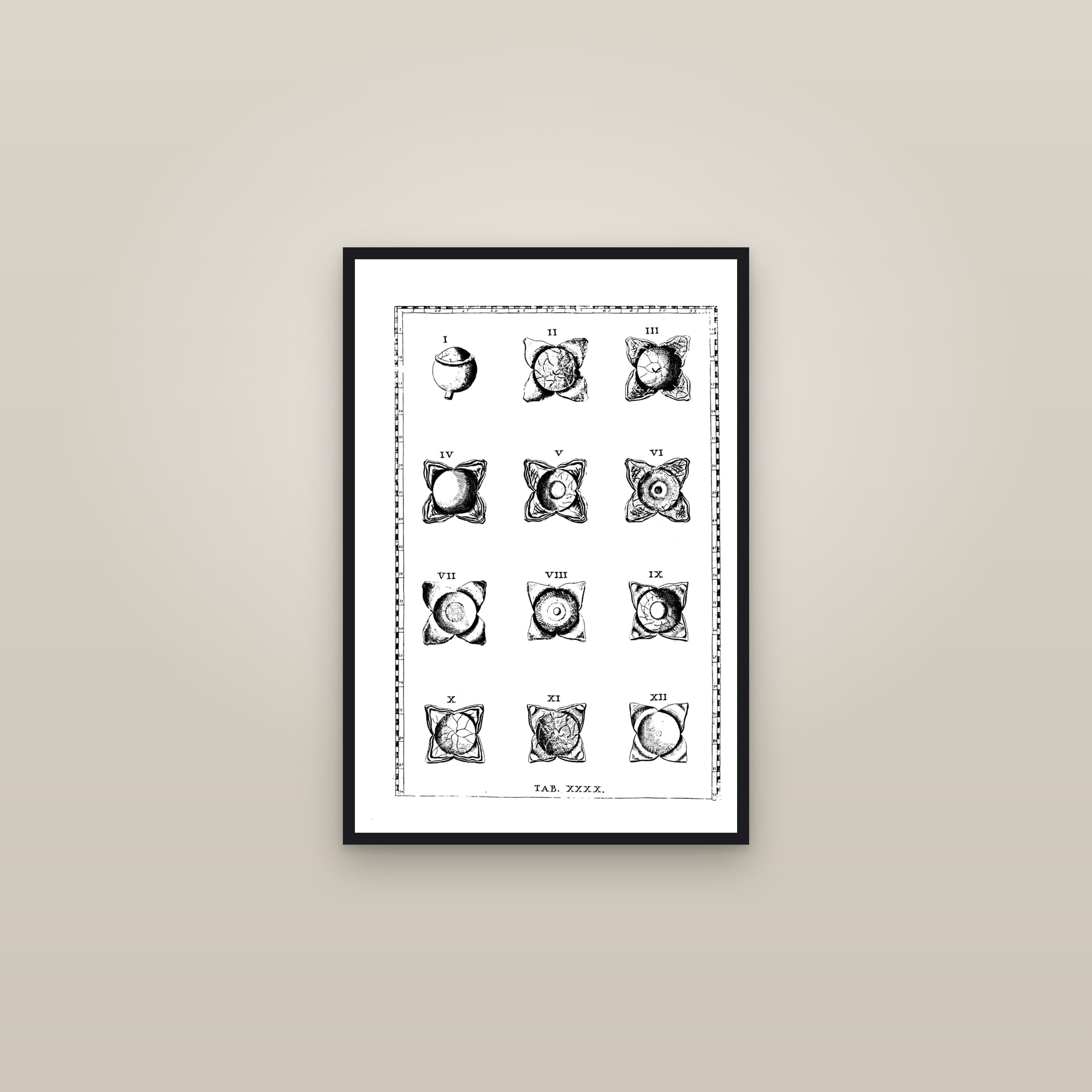 The Human Eye (twelve dissections) — framed in a gallery setting
