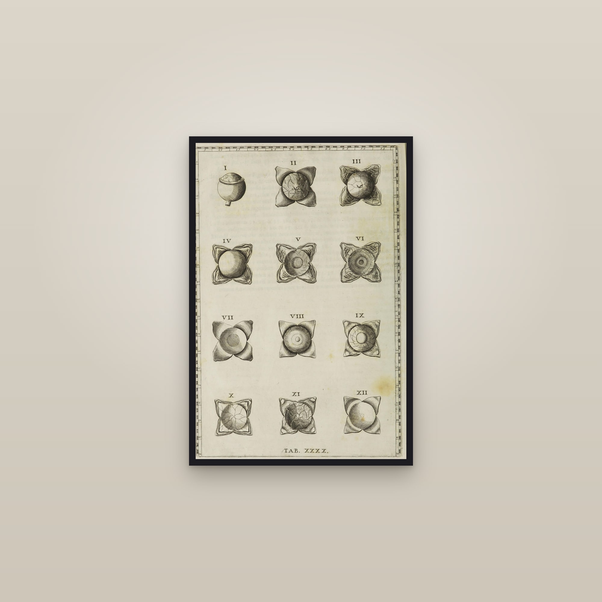 The Human Eye (twelve dissections) — framed in a gallery setting