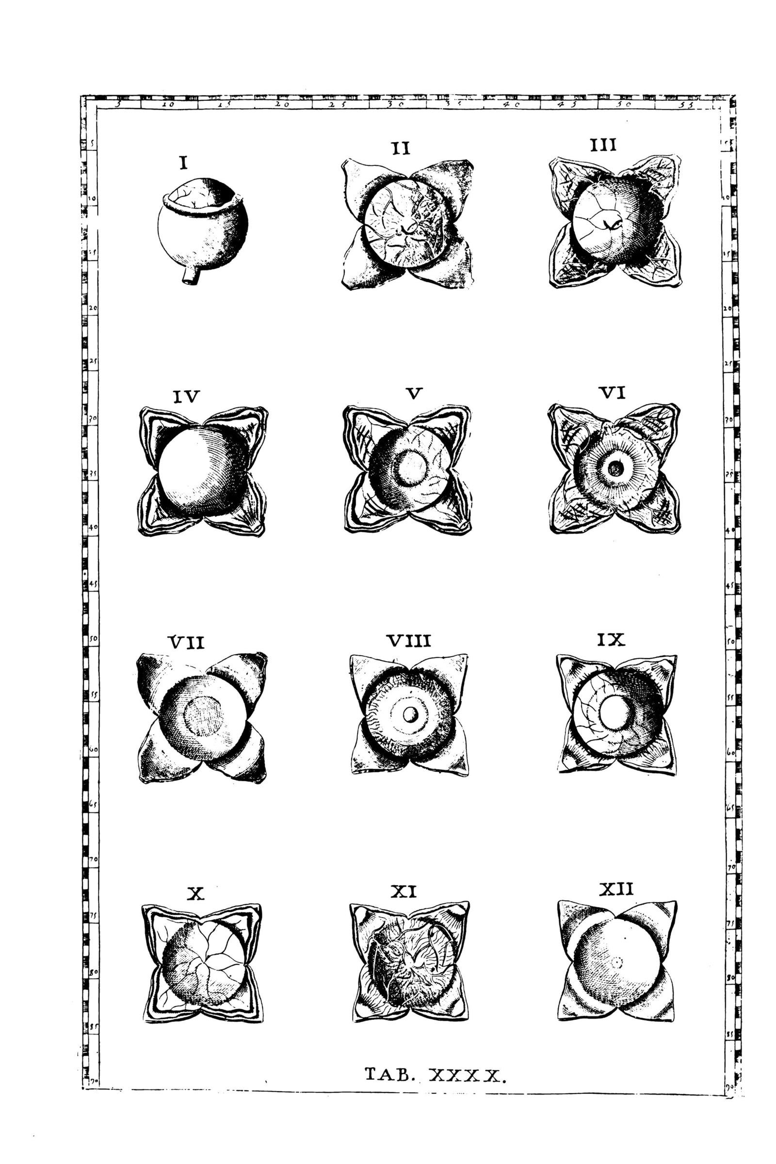 The Human Eye (twelve dissections)